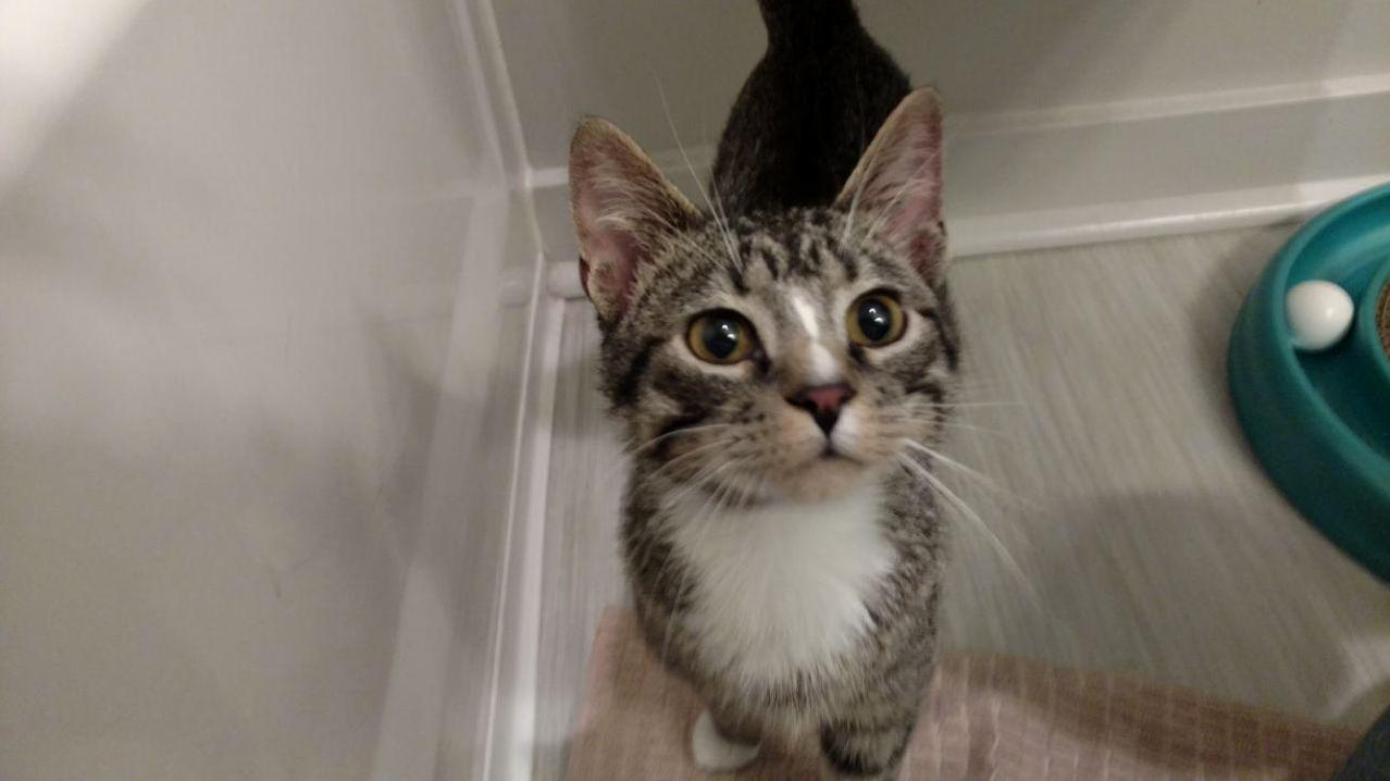 After Years of Living with Other Folks Cats I Finally Adopted One of My Own This Is Benny and He Is Now My Best Friend