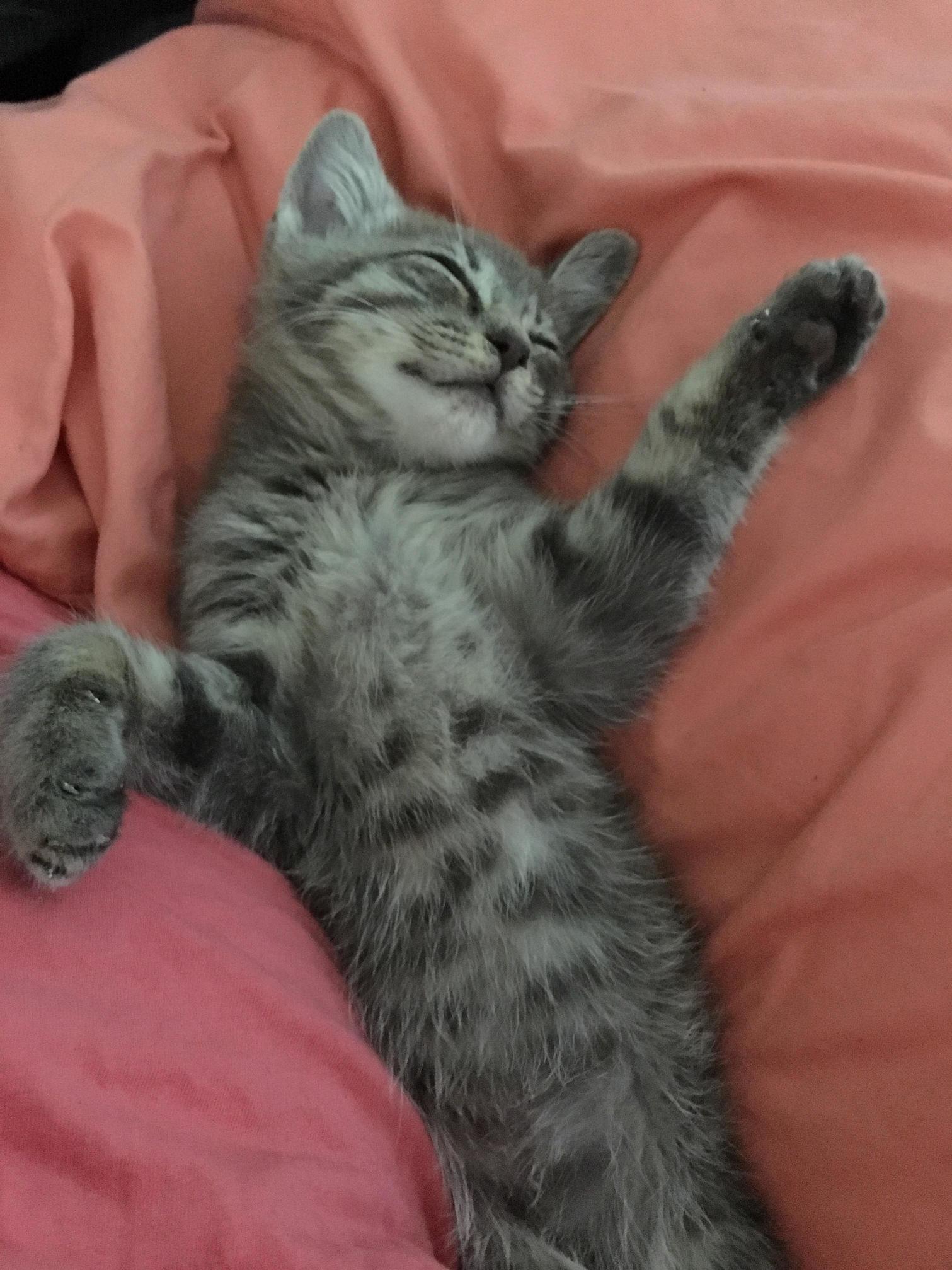 All That Toe-biting and Face- Pouncing Business Is Exhausting.