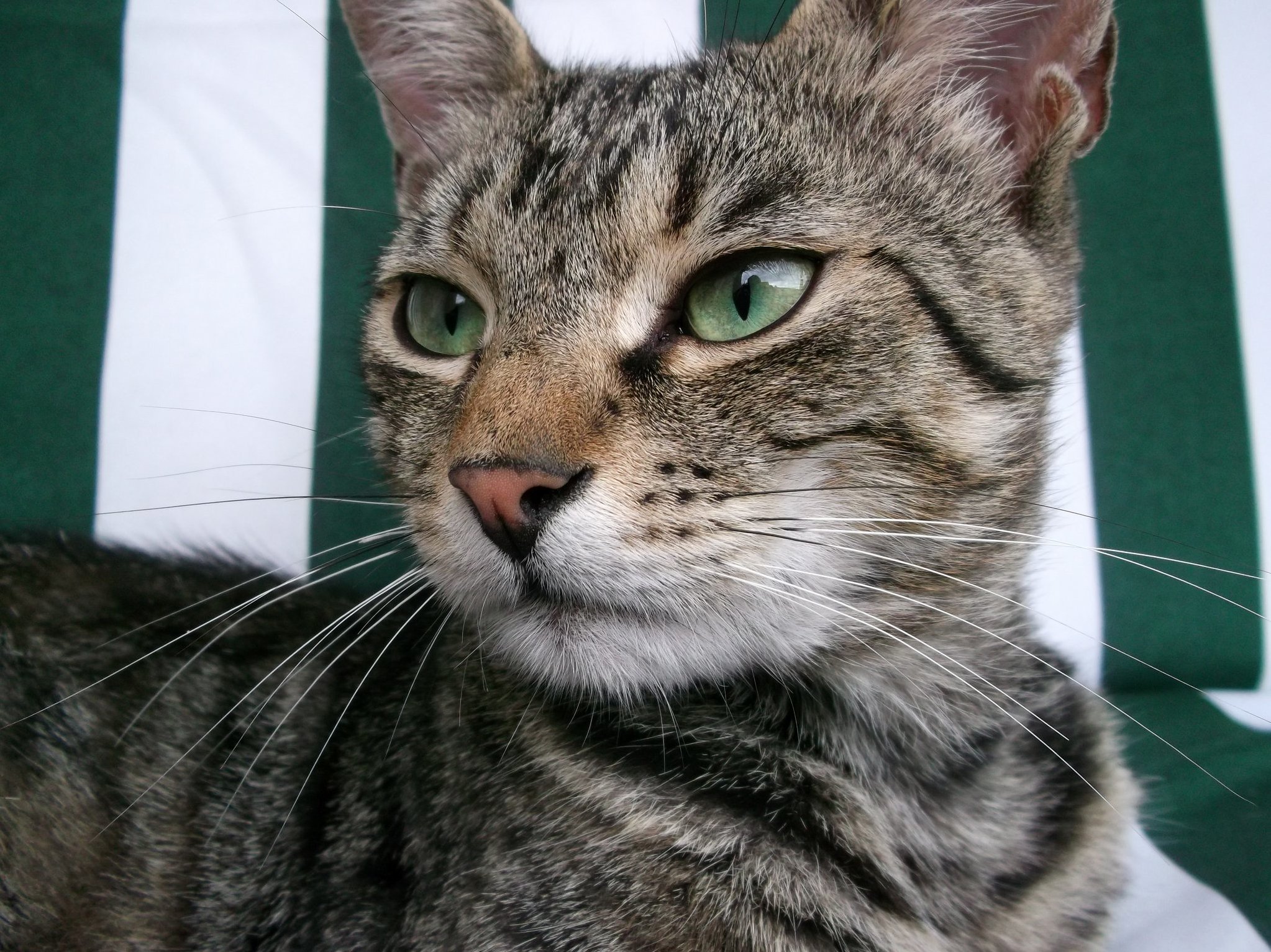 An Old Picture Back When Poci Was Young and Had No Battle-scars. I Love His Green Eyes.