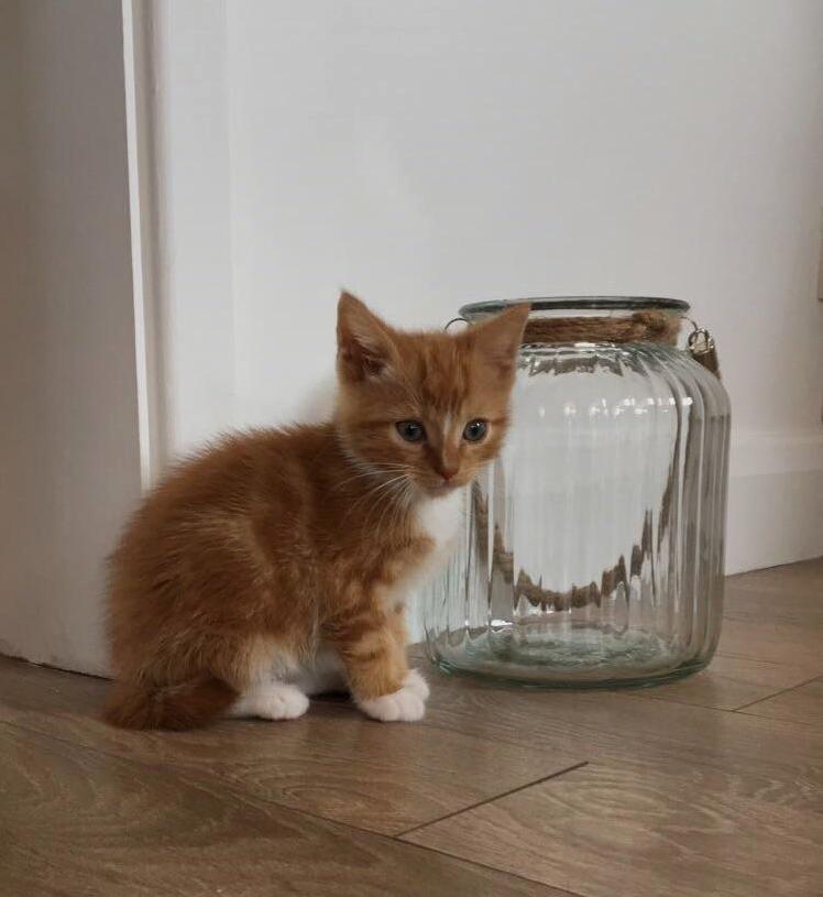 And Heres Her Brother George Another Rescue Kitten