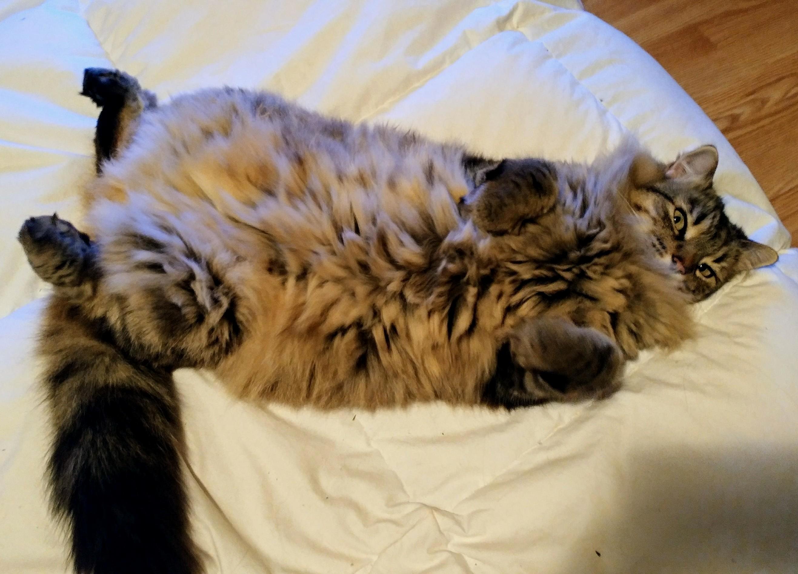Angus Waiting for Me to Go to Bed