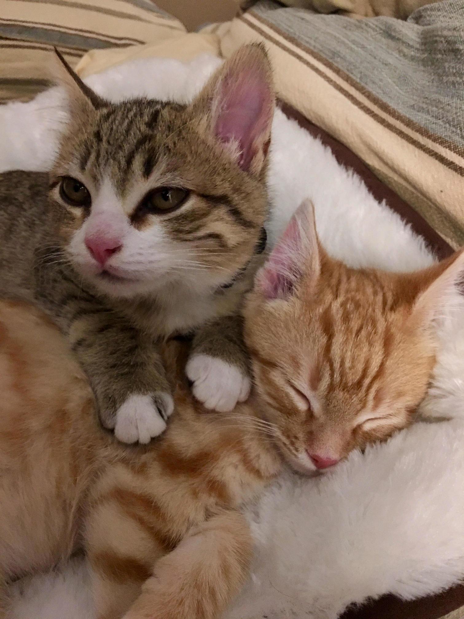 Another Pic of Arch and Tiggy