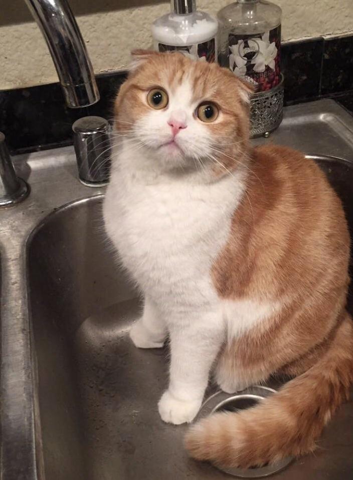 Are Baths Really Necessary Human