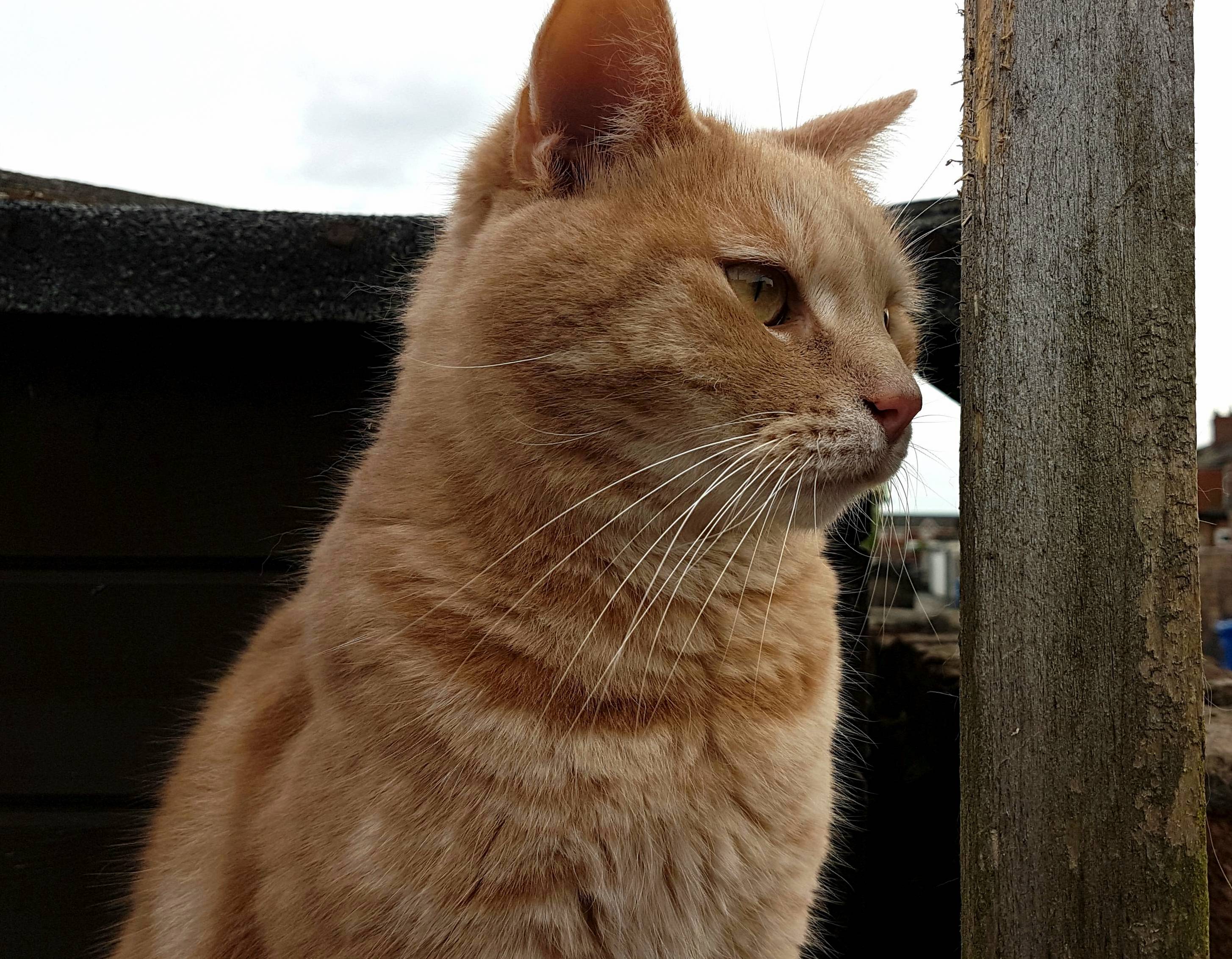 Arthur on the Lookout
