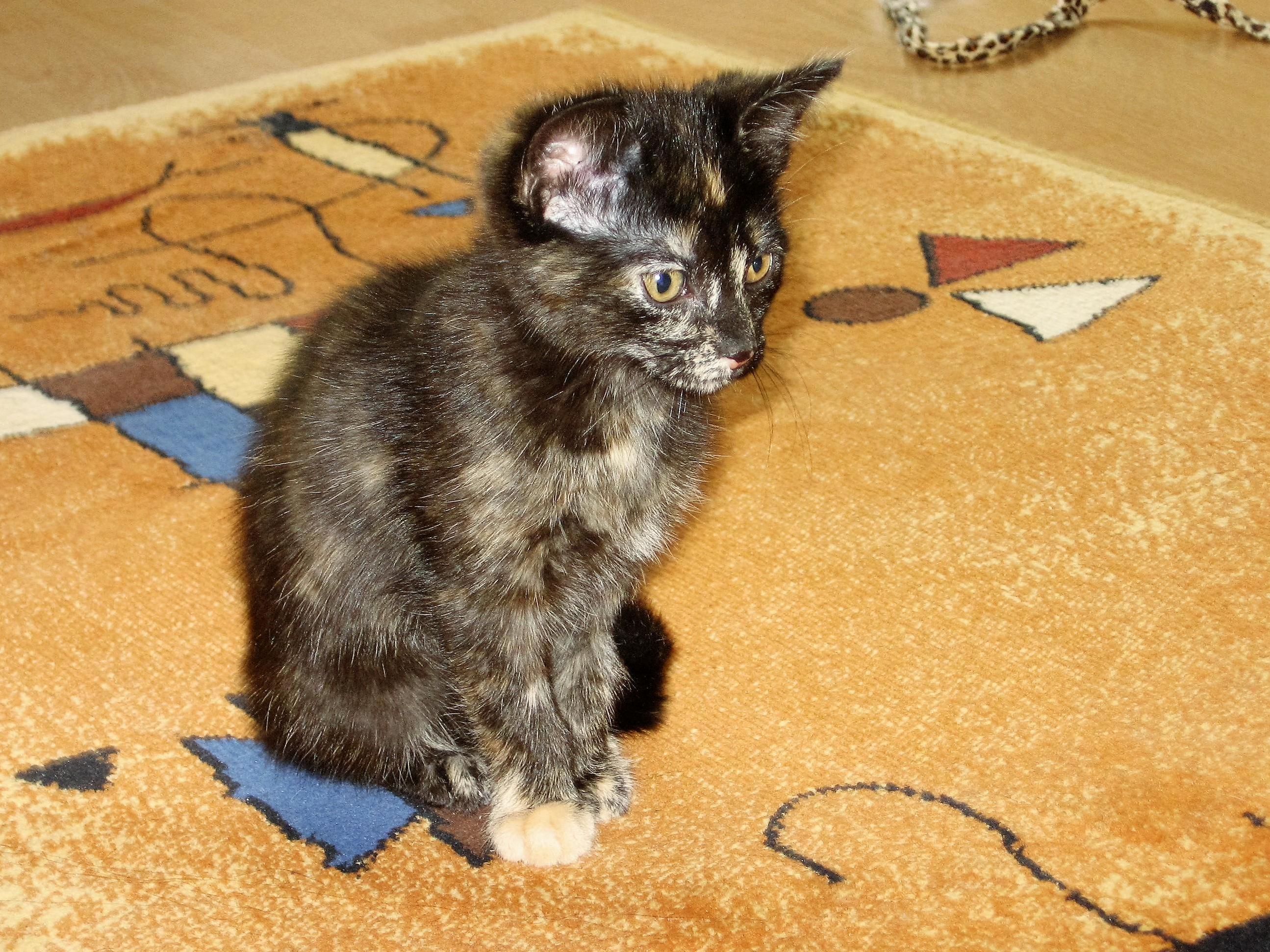 Arya on the Day I Brought Her Home