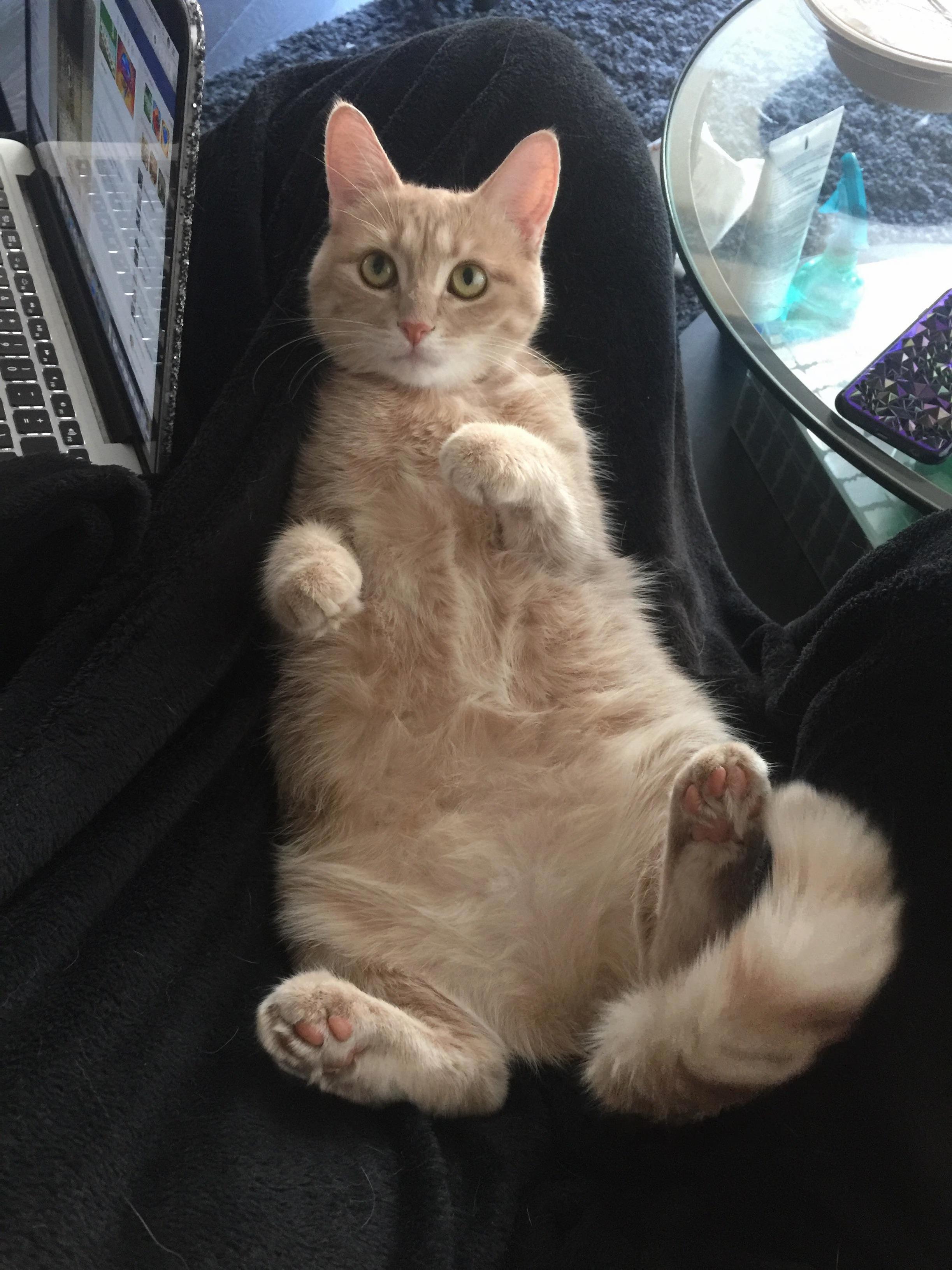 As a 1st Time Cat Owner My Hand Learned About the Belly Trap the Hard Way.