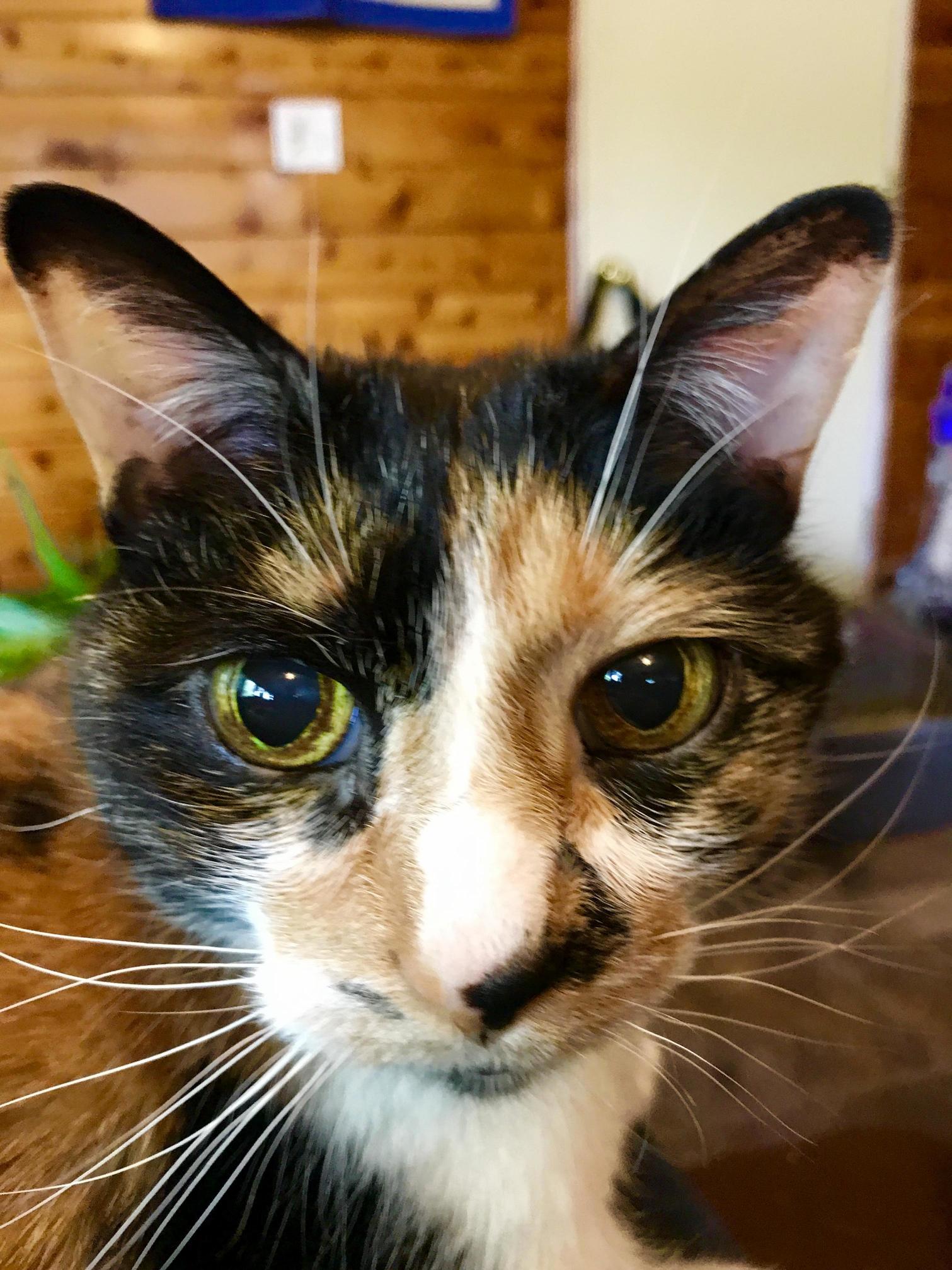 Asti and Her Old Eyes