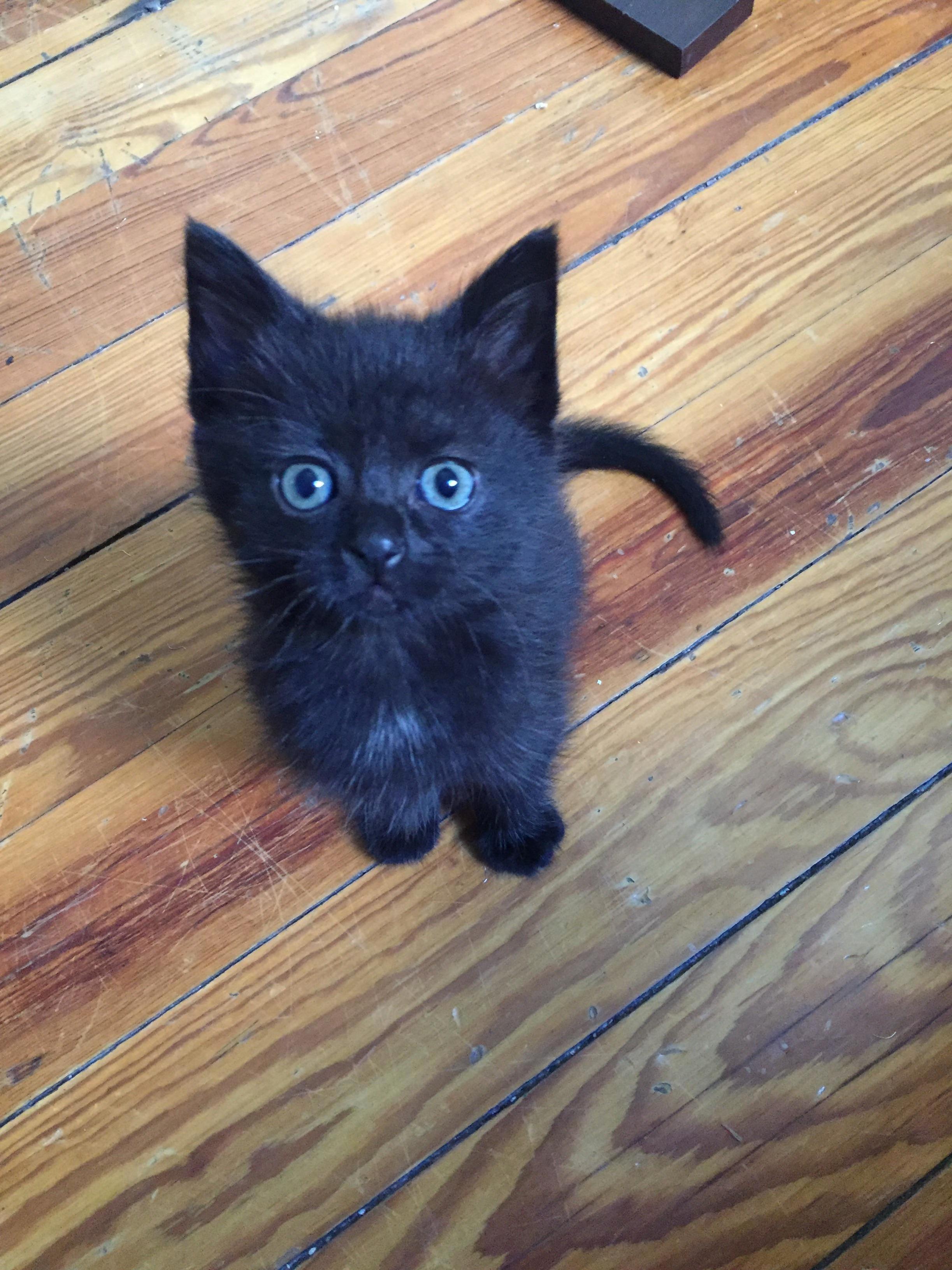 Atomic Cake the Foster Kitten
