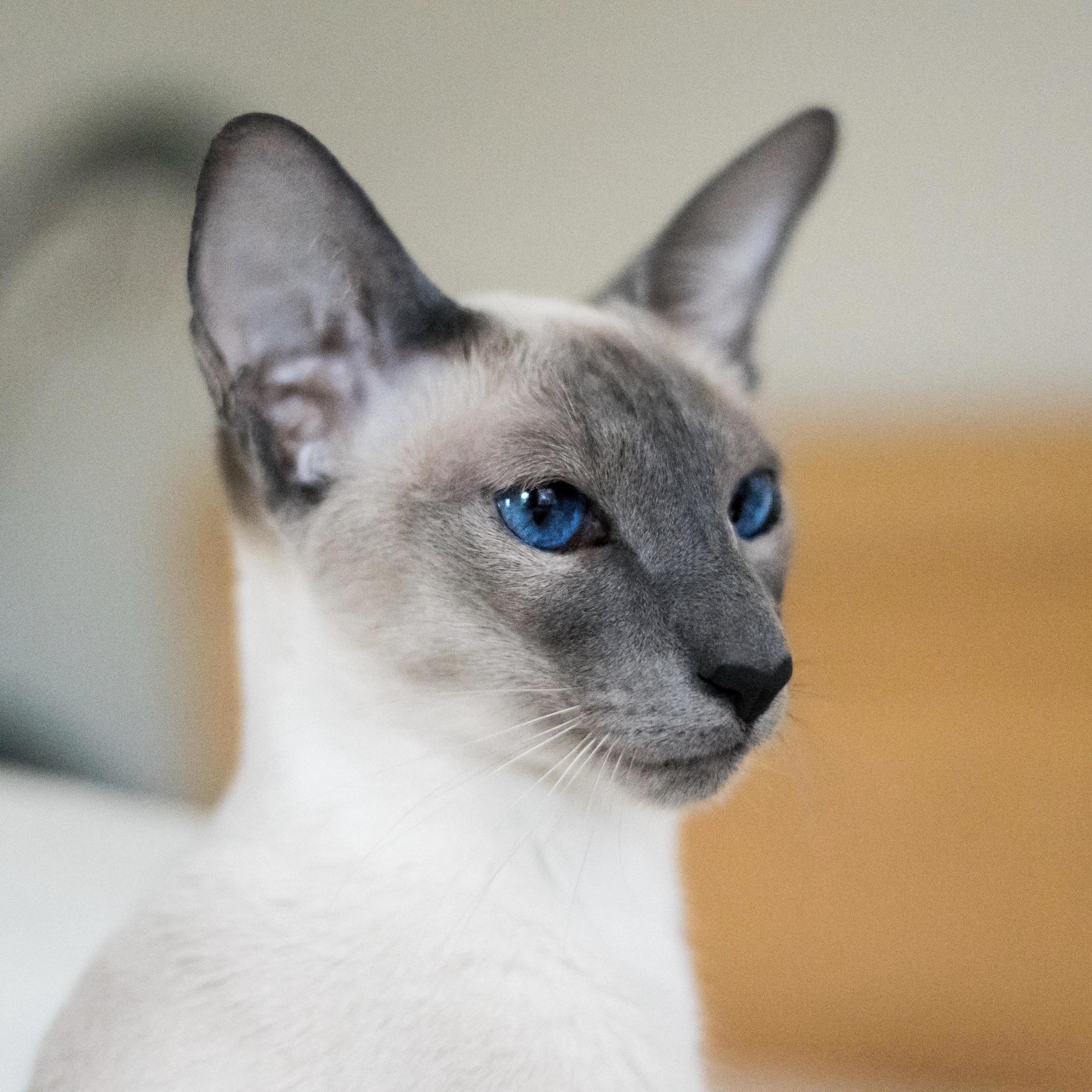 Baby Blue Always Lets Me Take Her Photo Kidding She Spotted a Birb