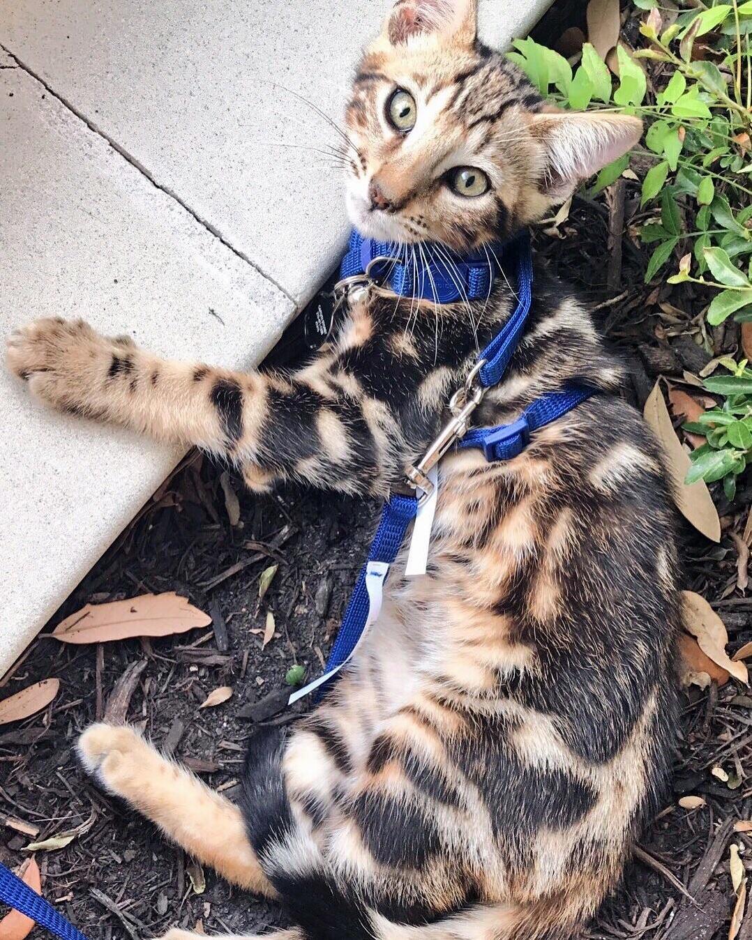 Baby Kaiser
