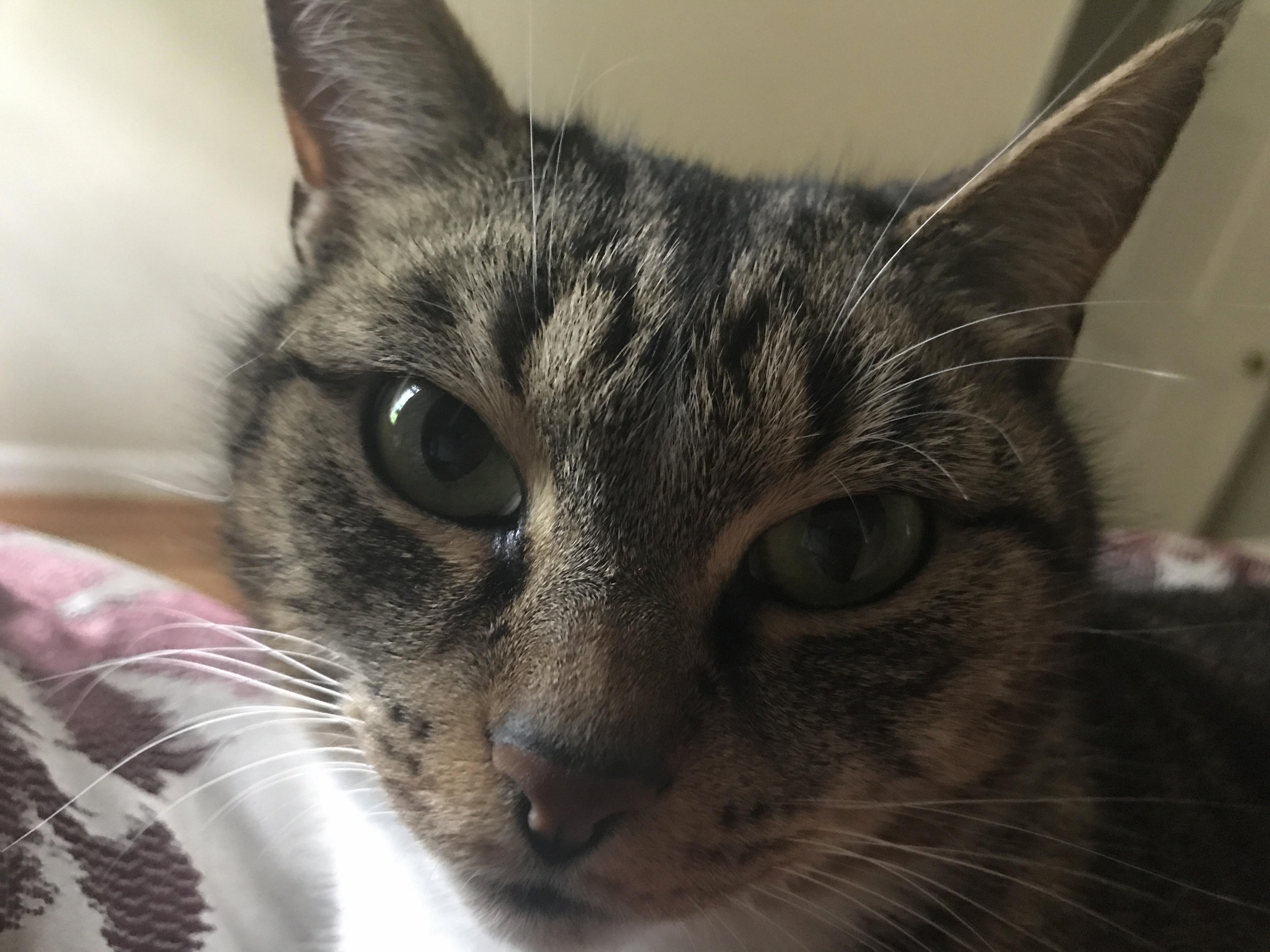 Baby Kittys Close Up...