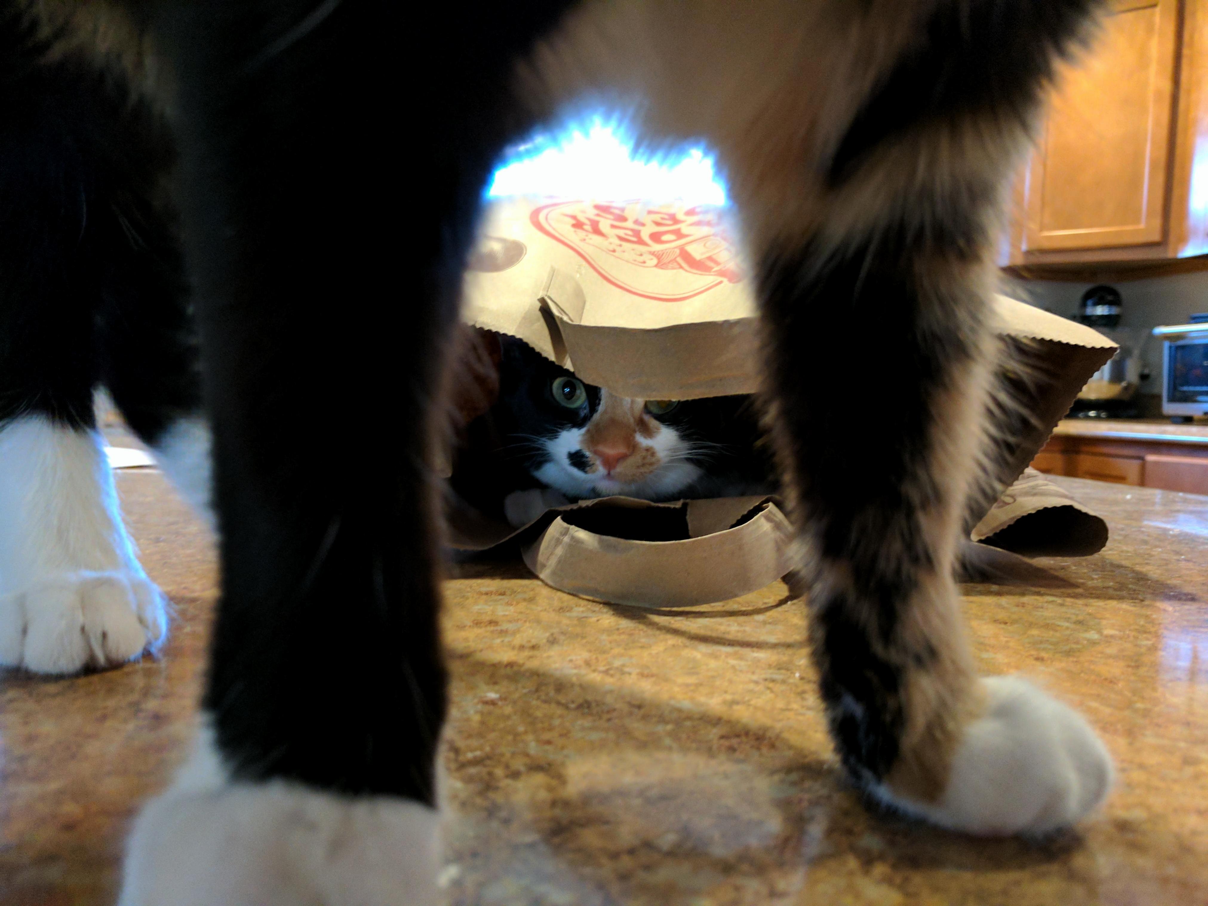 Bag Cat Is Ready to Atak