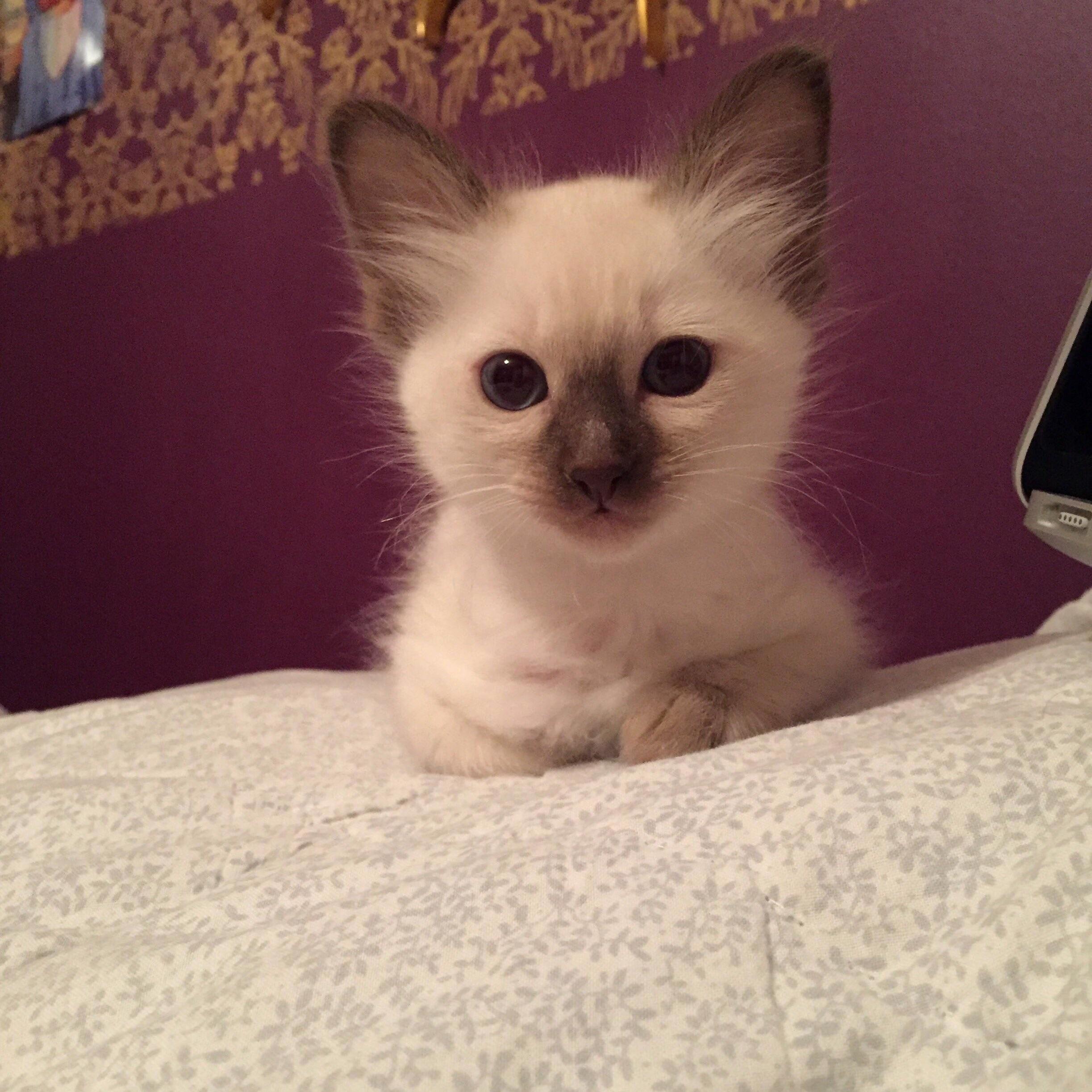 Balinese Kitten.