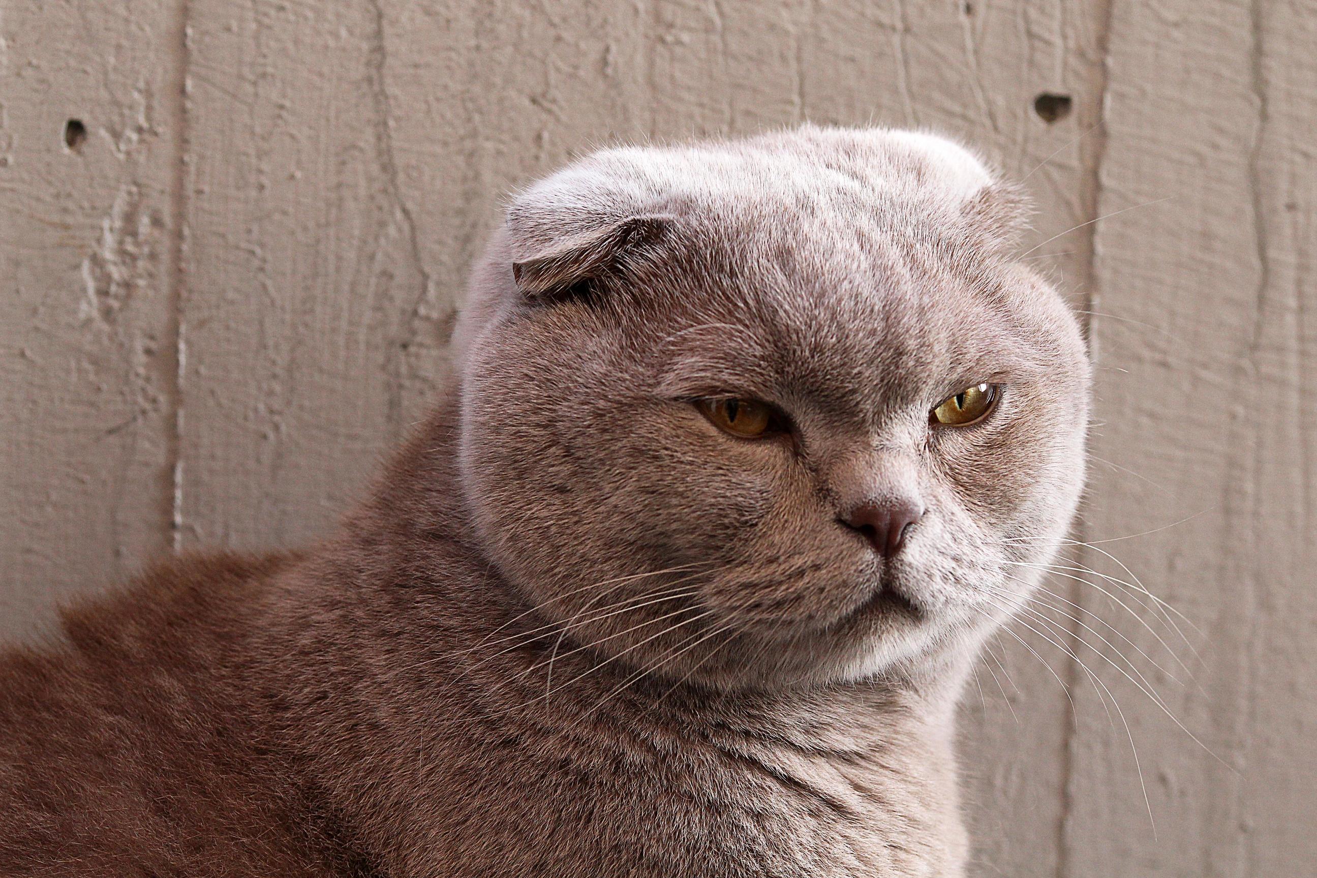 Baloo Is Back and Hes Pissed.