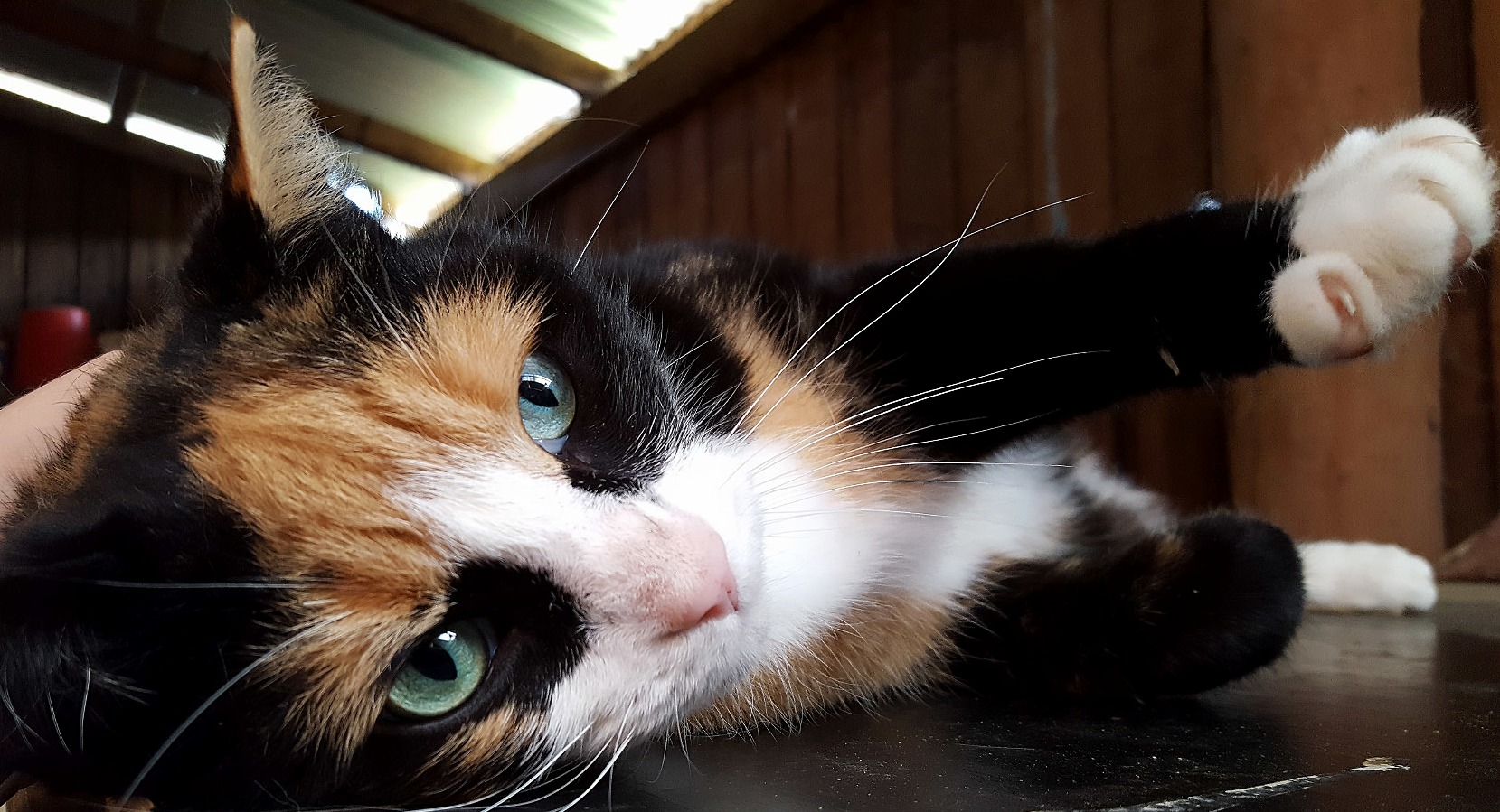 Barn Cat Cinnamon Making Air Bread