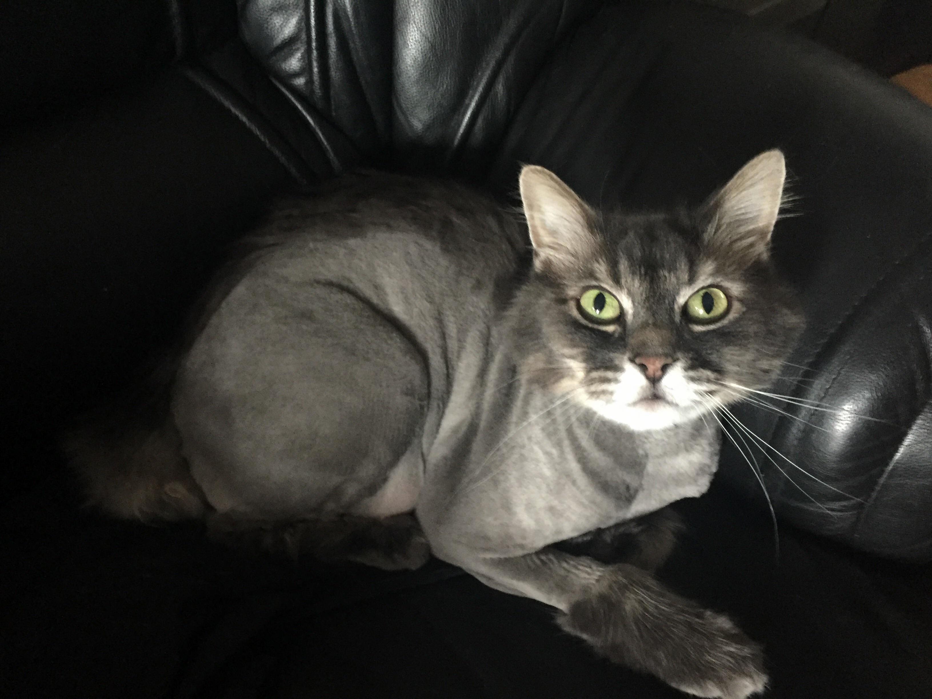Basils Summer Mohawk