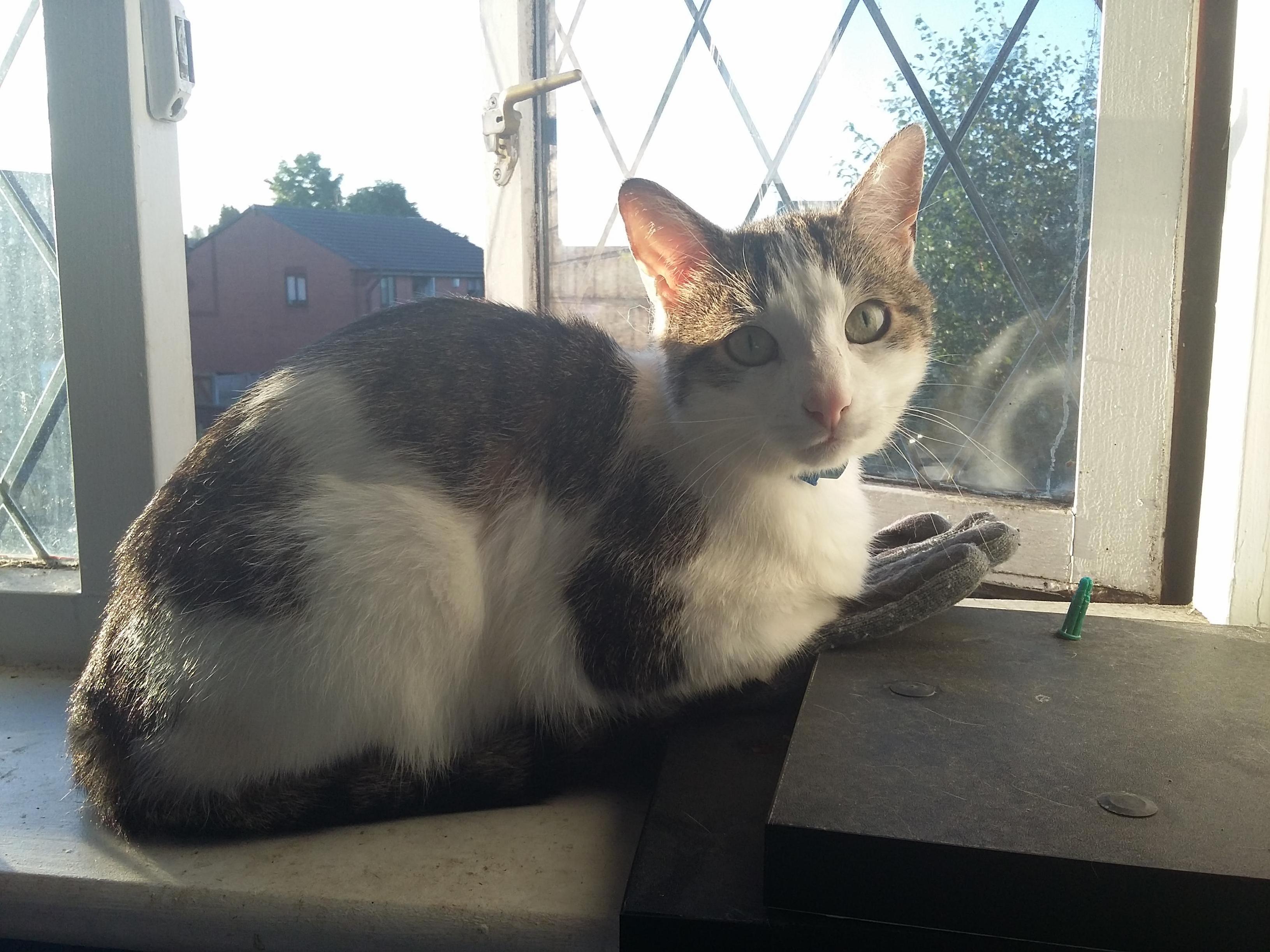 Basking in the Sun.