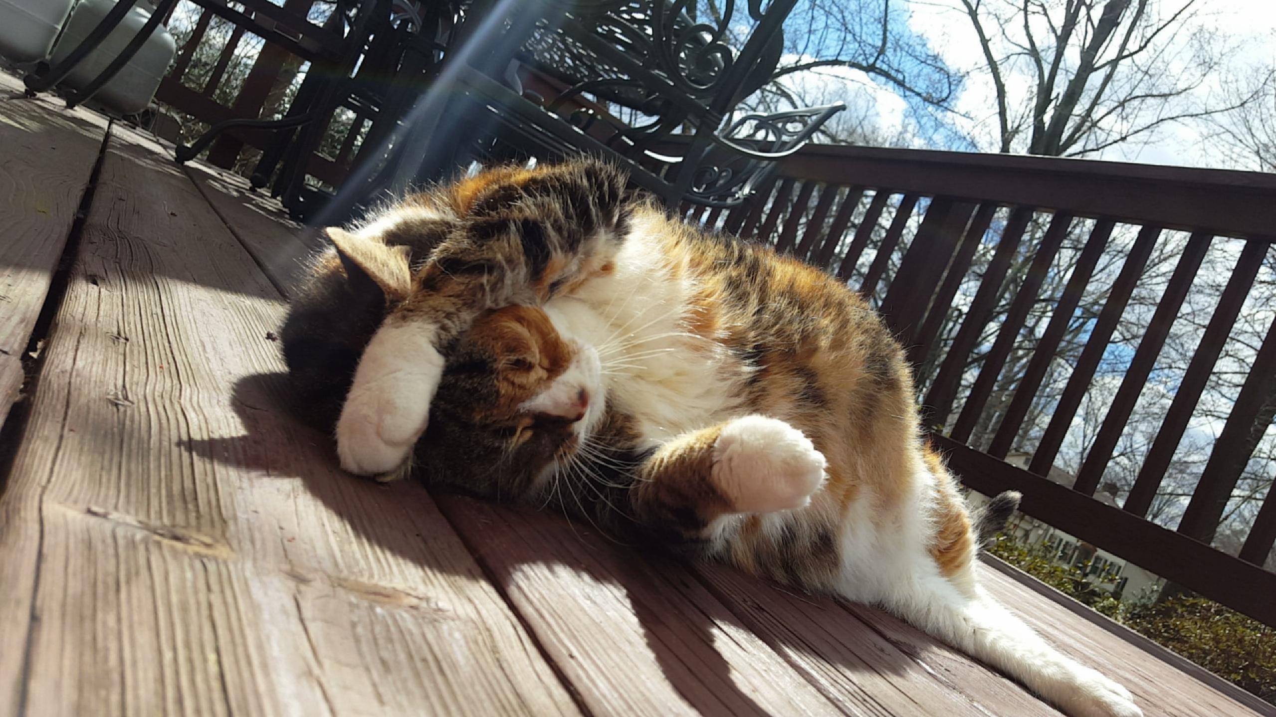 Basking in the Sunlight