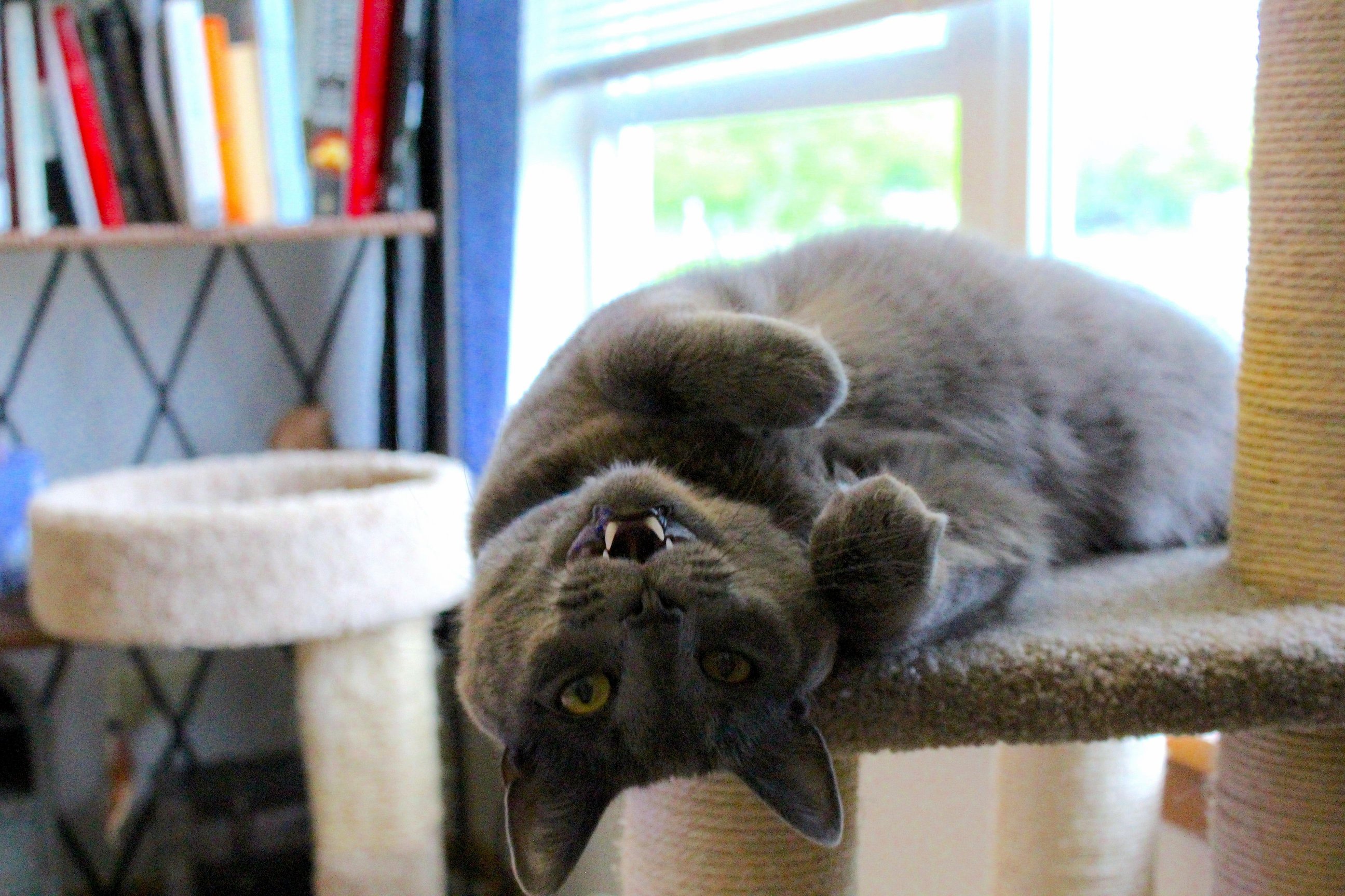 Bat Cat