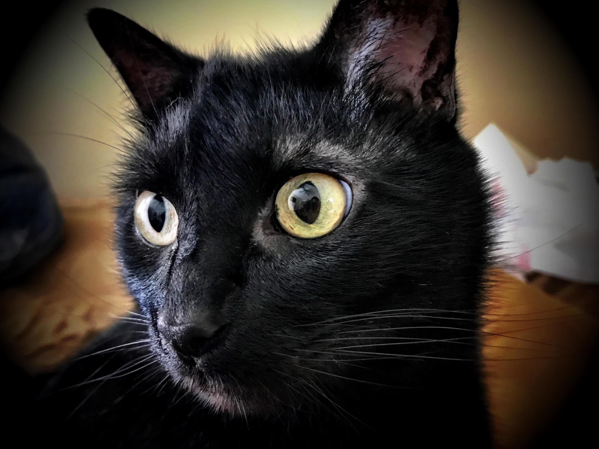 Bear Cat Is So Photogenic