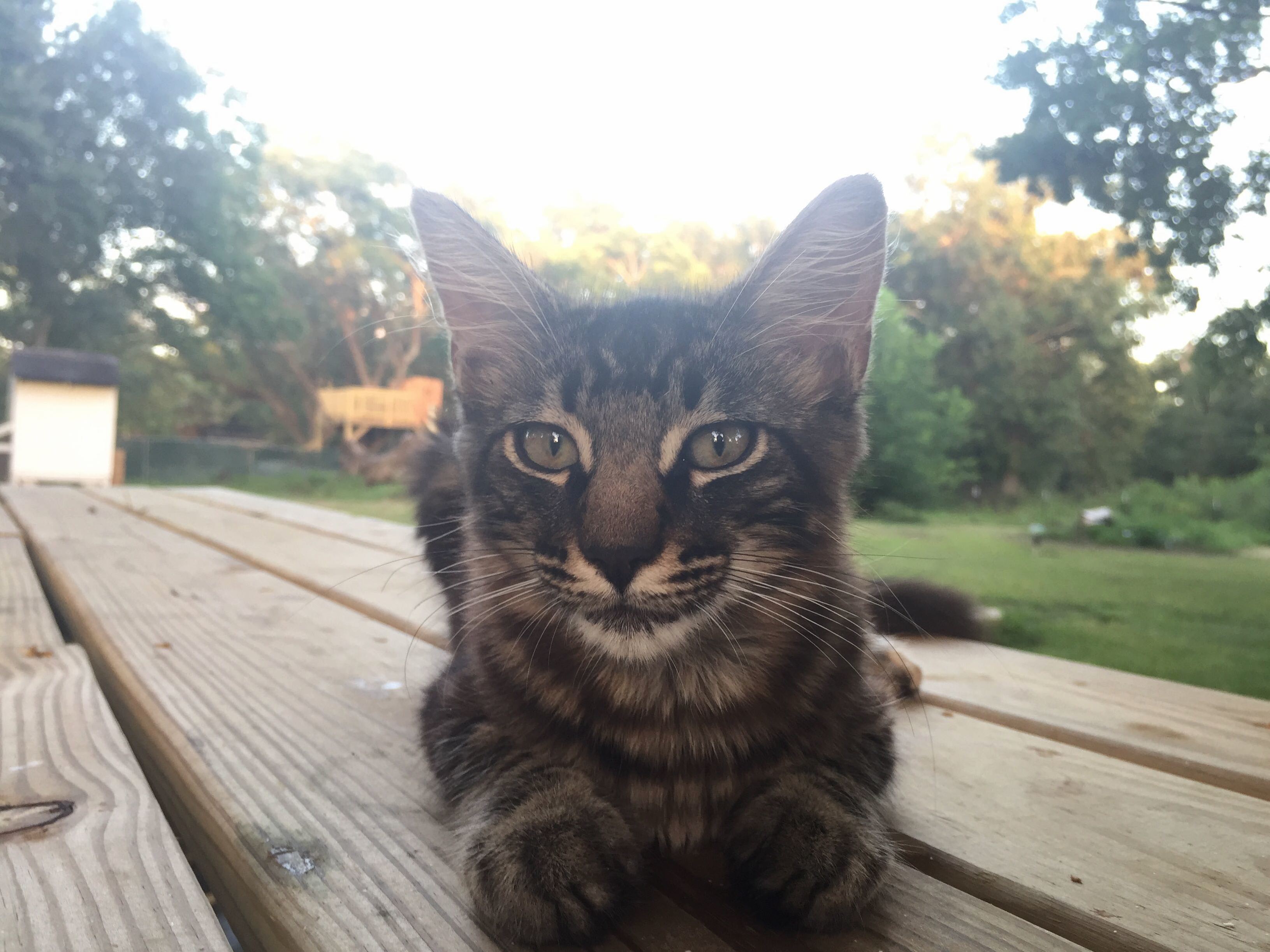 Begging for Food