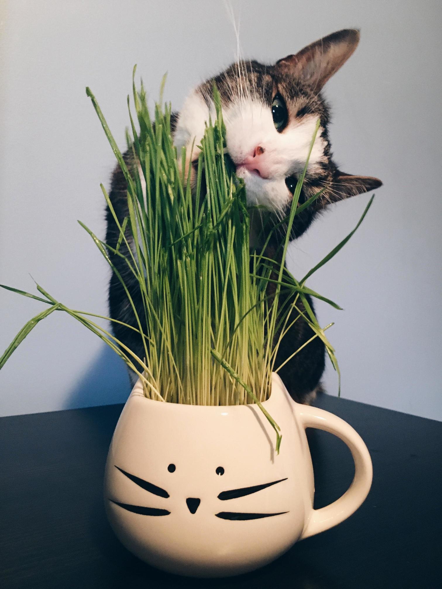 Bernie Loves His Cat Grass.
