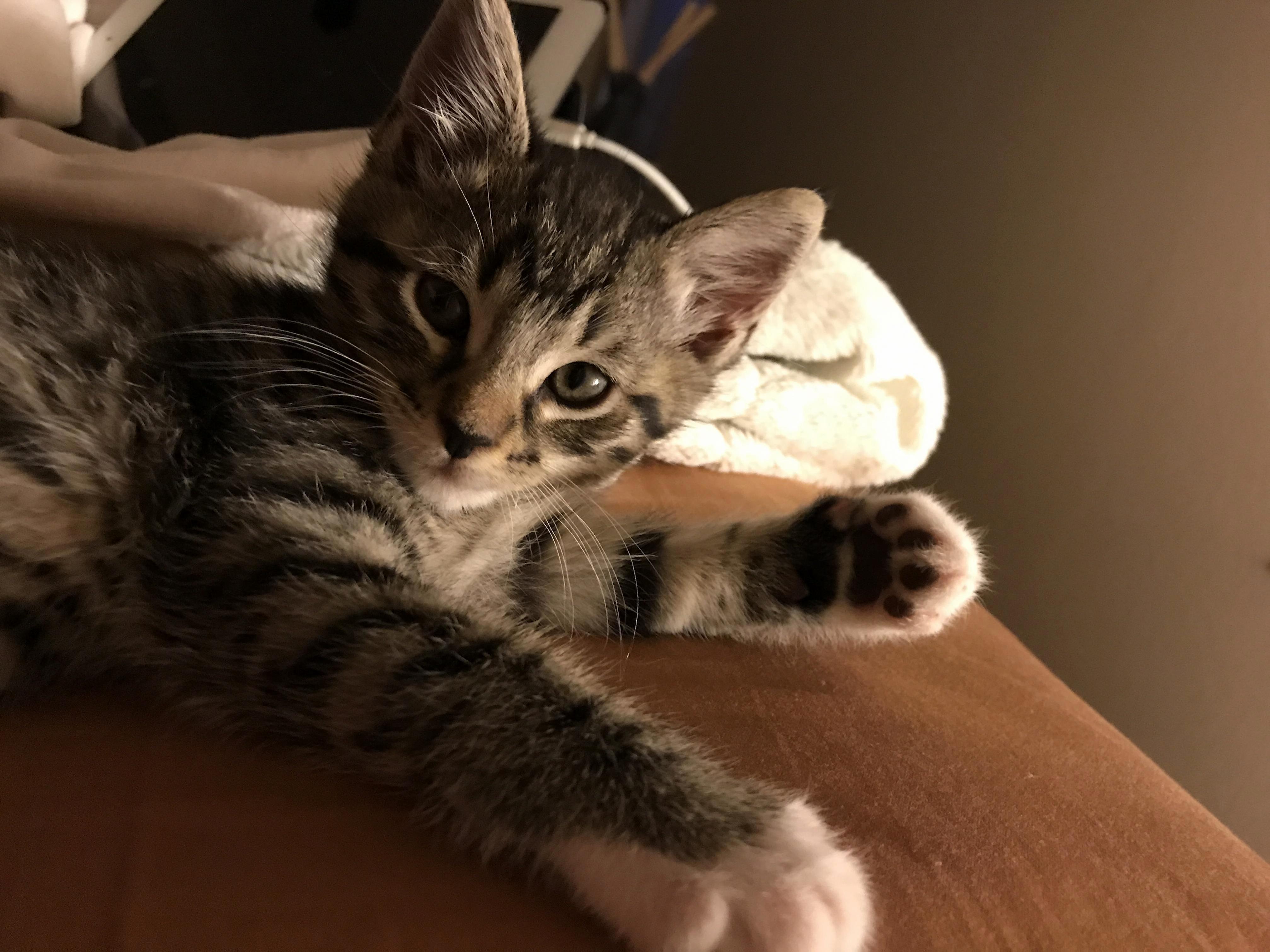Best Mothers Day Gift Ever. the New Kitten Napping with You