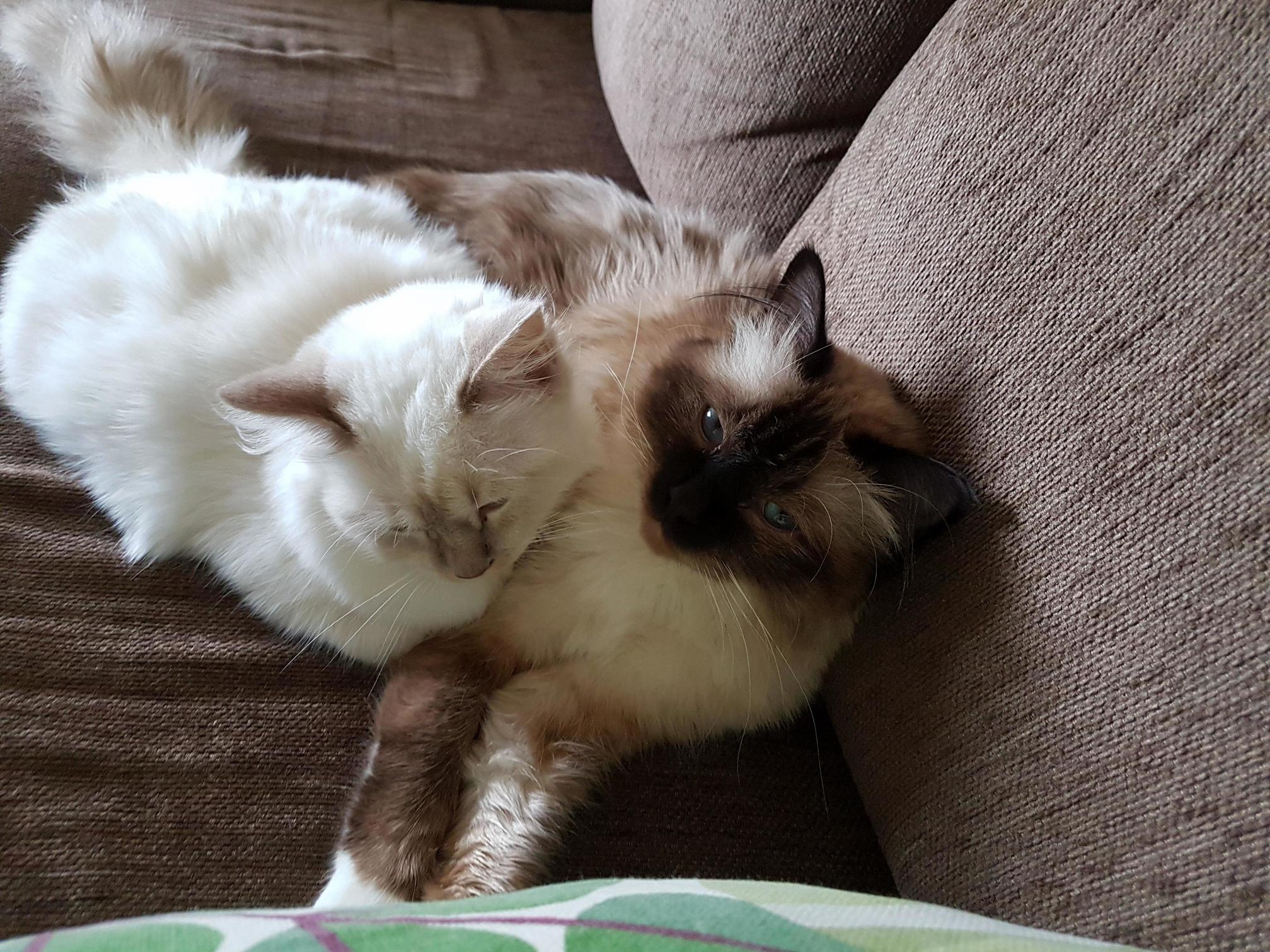 Big Brother and Little Brother