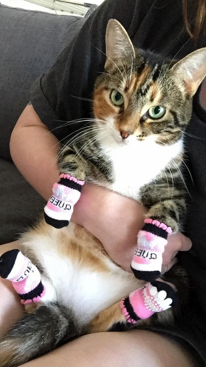 Bino Is Not a Fan of Her Kitten Mittens