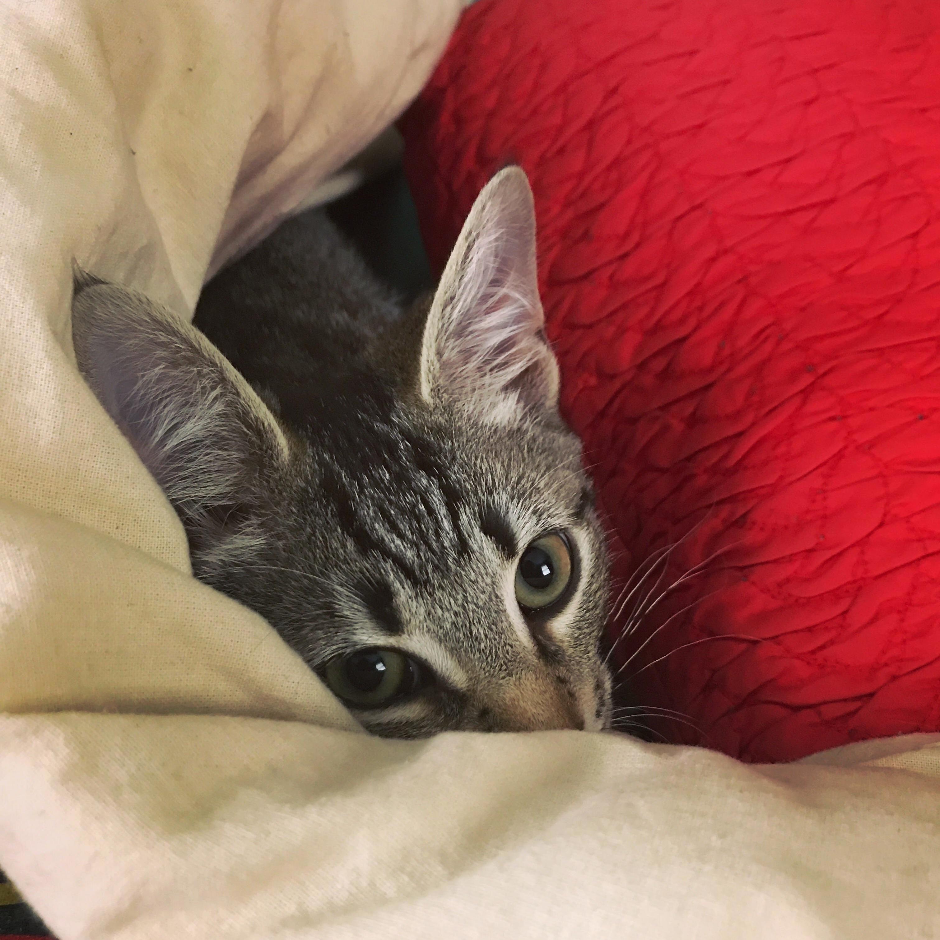Blanket Hog