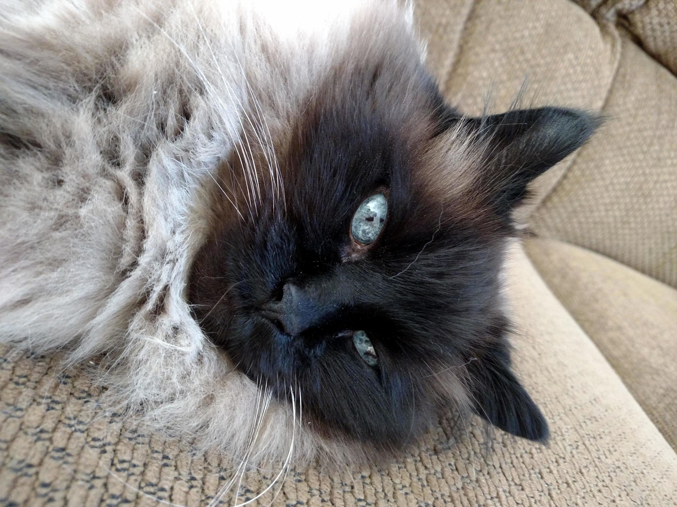 Blu Eyes