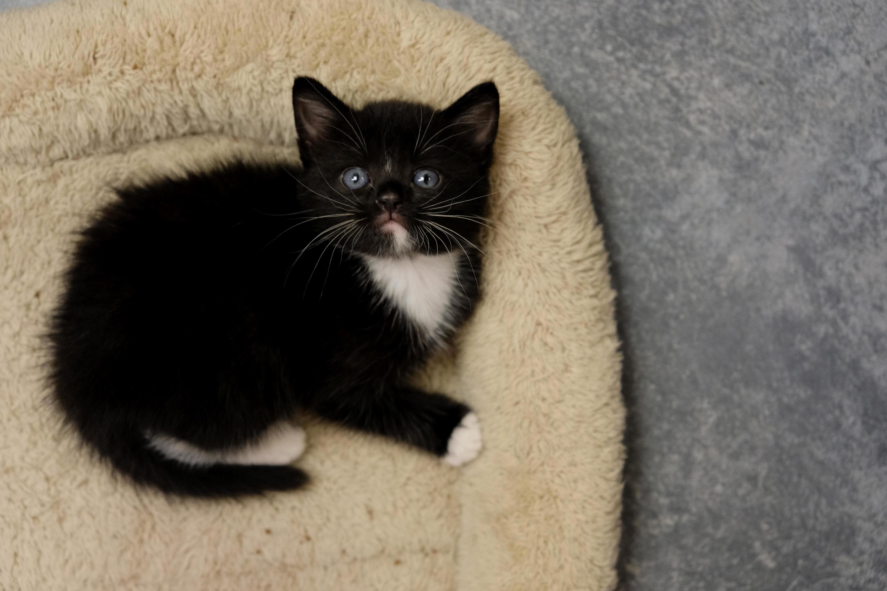 Blue-eyed Black Kitty That My Friend Is Fostering