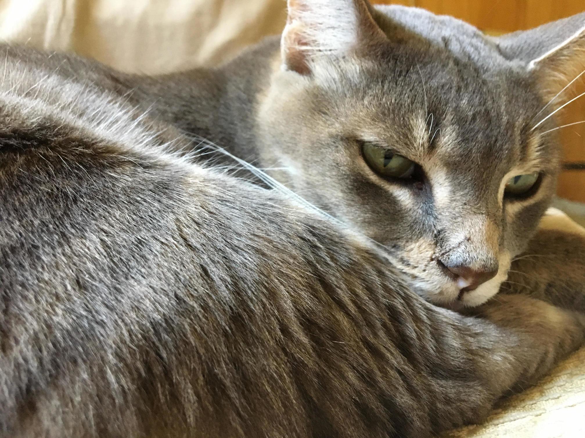 Bubba-garys Trying to Take a Nap but I Want to Take Pictures.