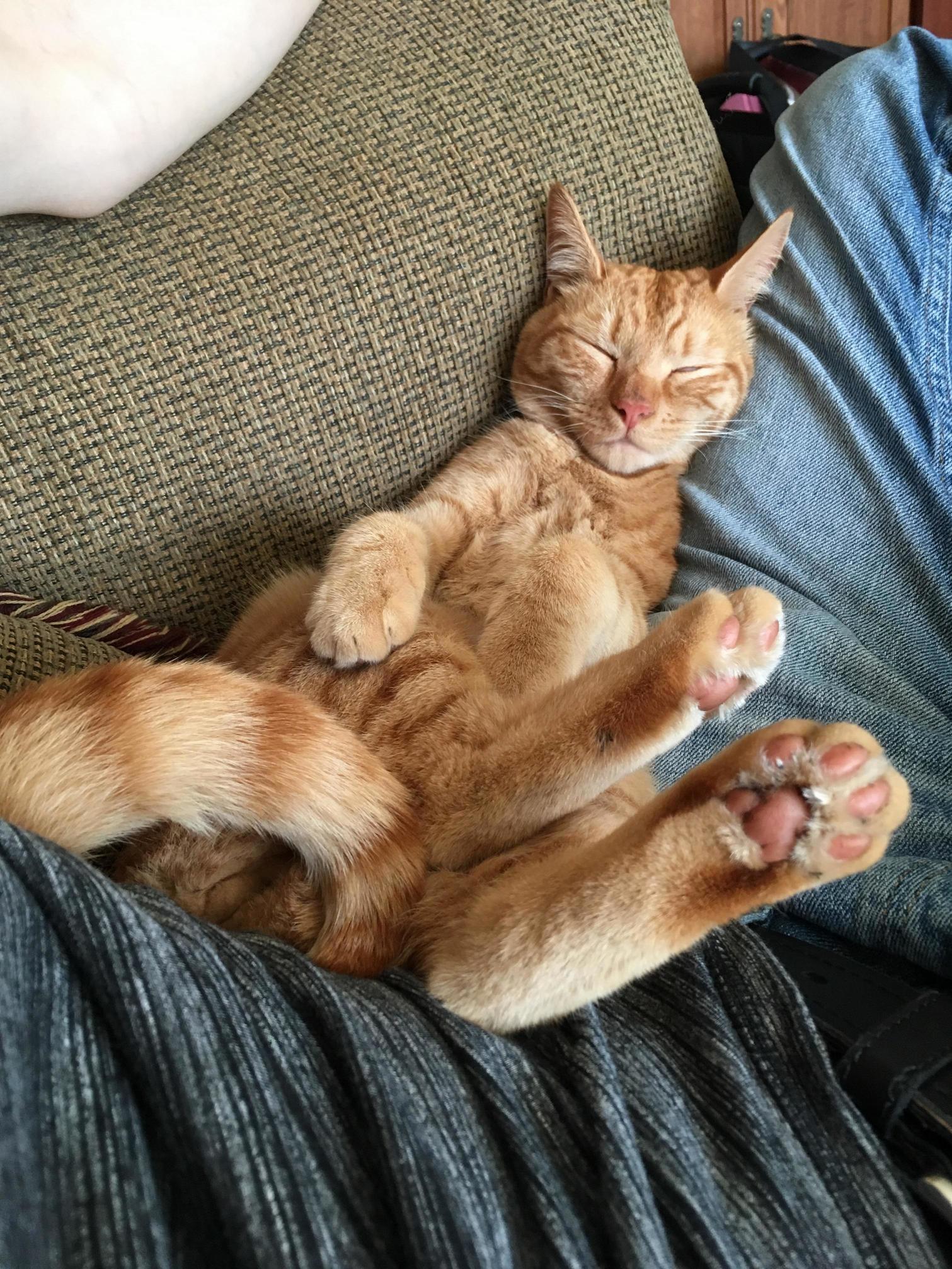 Bunny Cat