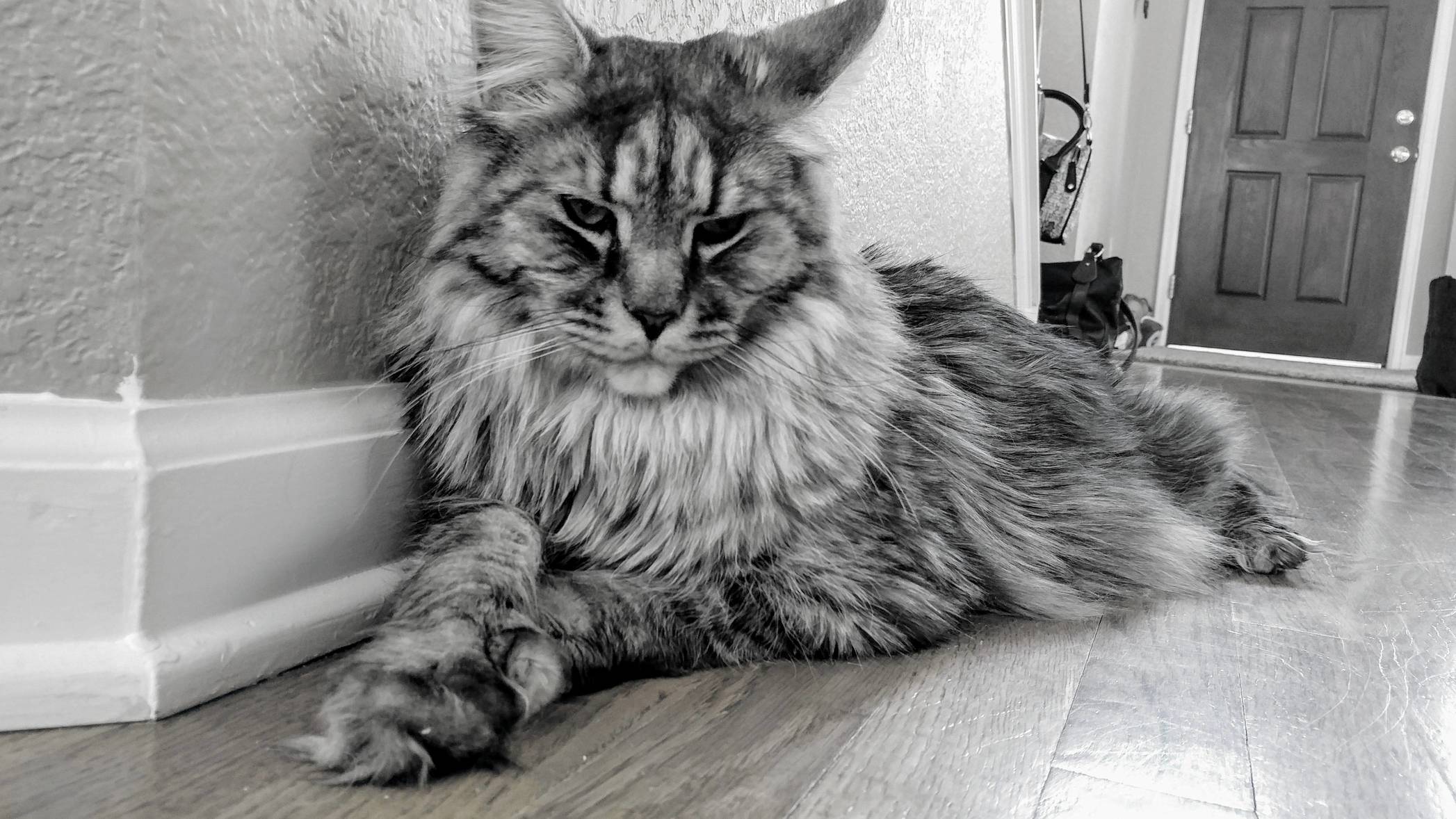 Buster the Maine Coon