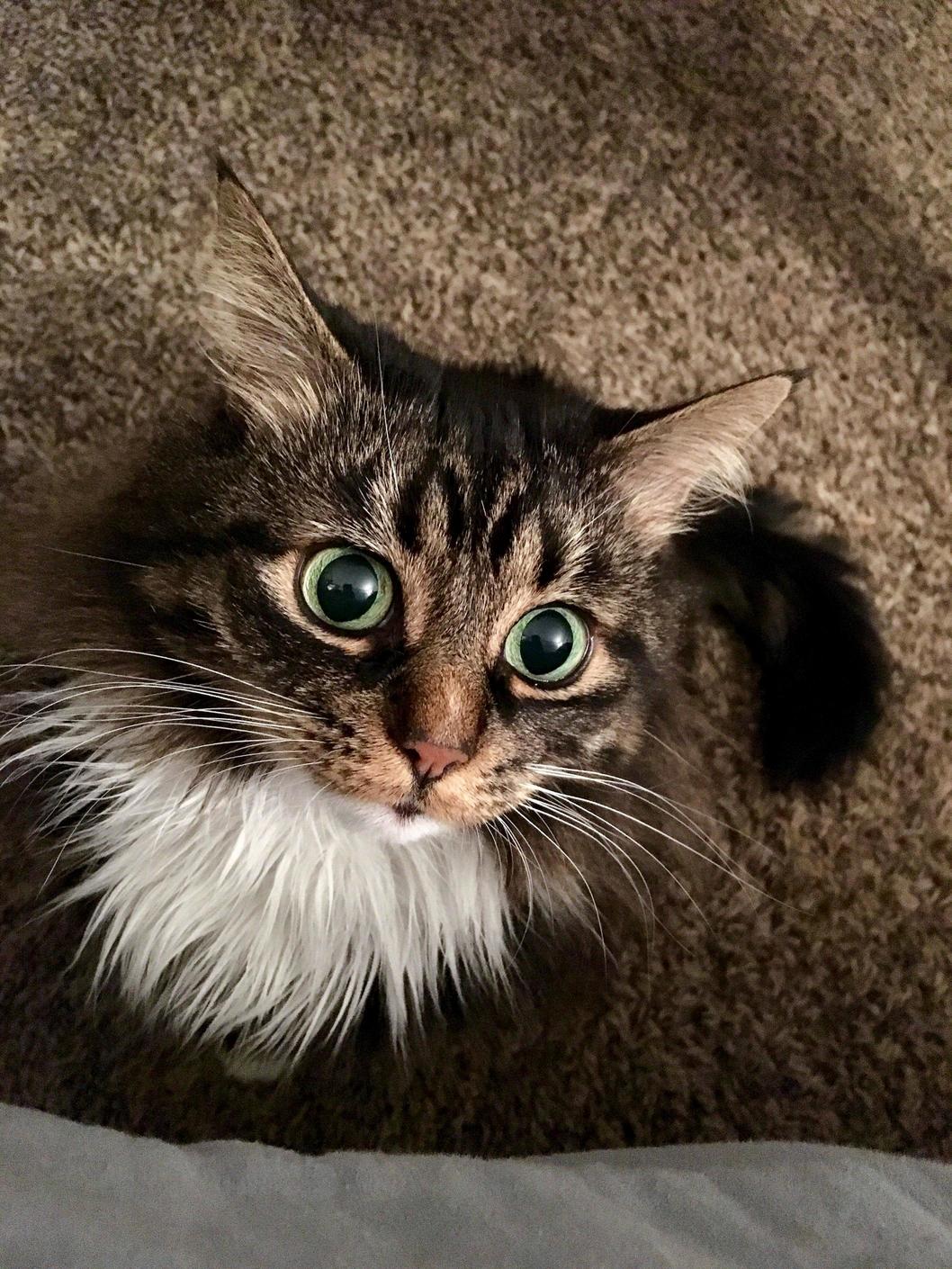 Cartoon Eyes