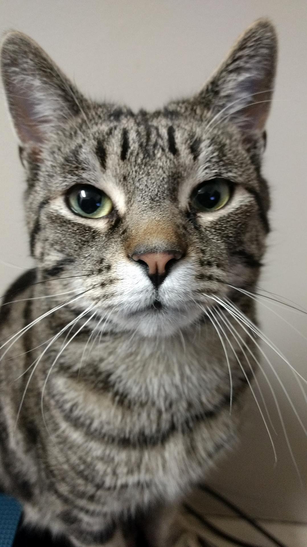 Cassius the Curious Cat
