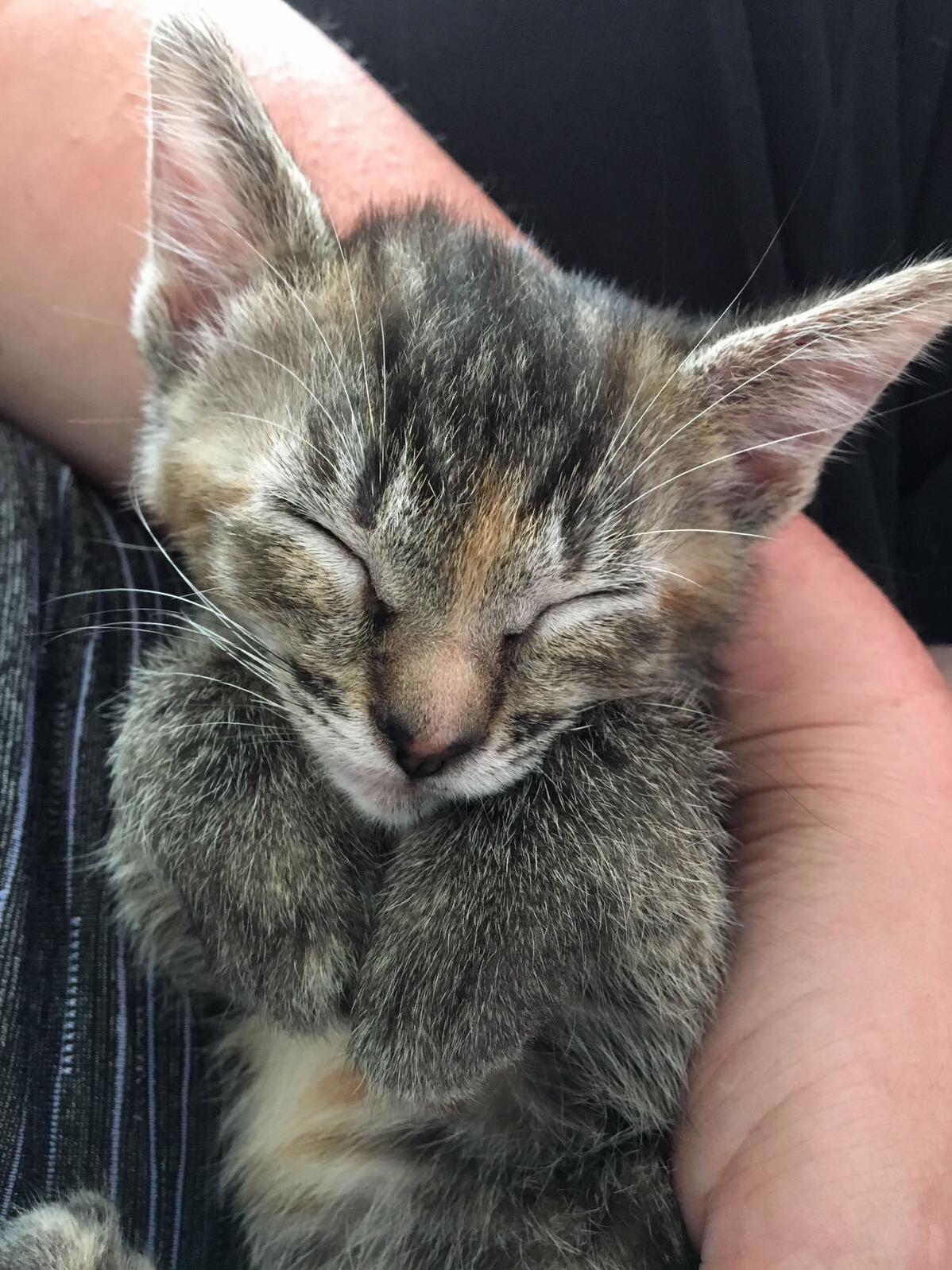 Cat (3)