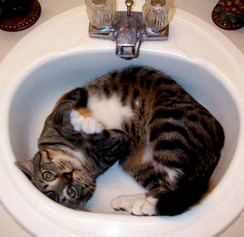 Cat Bath... 494×480