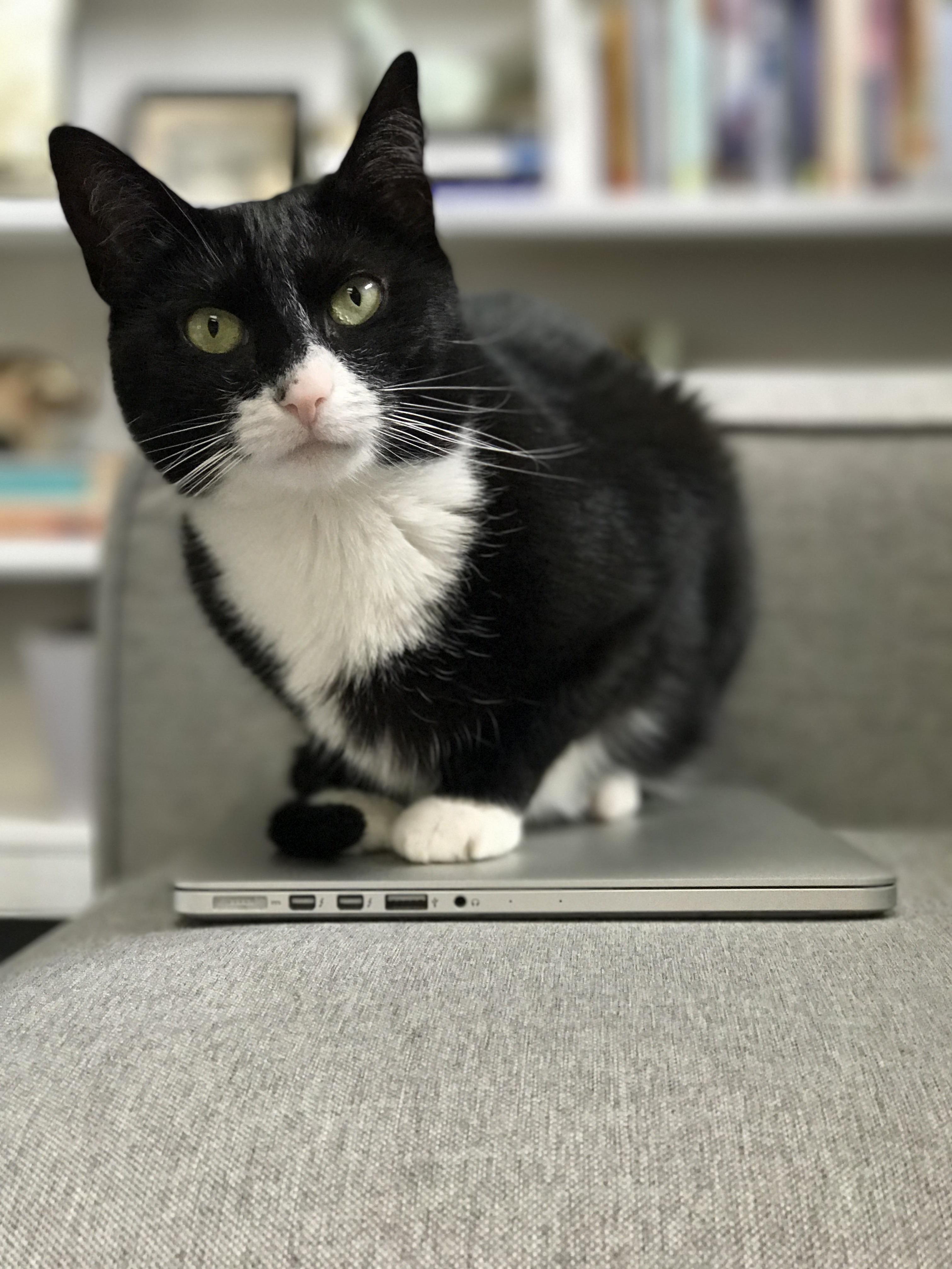 Cat Bed No Thanks. I Prefer This Expensive Laptop.
