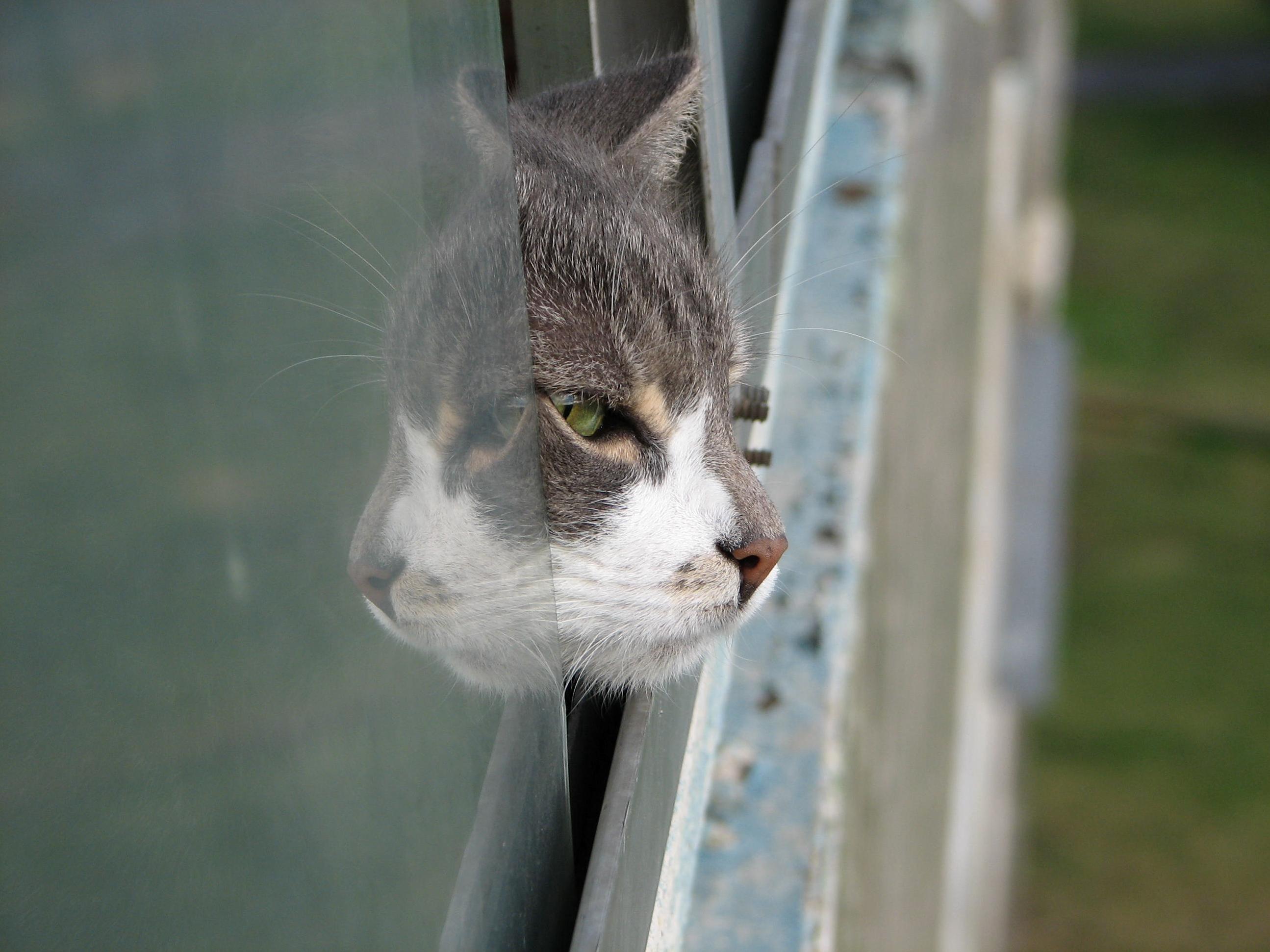 Cat Contemplating Existence