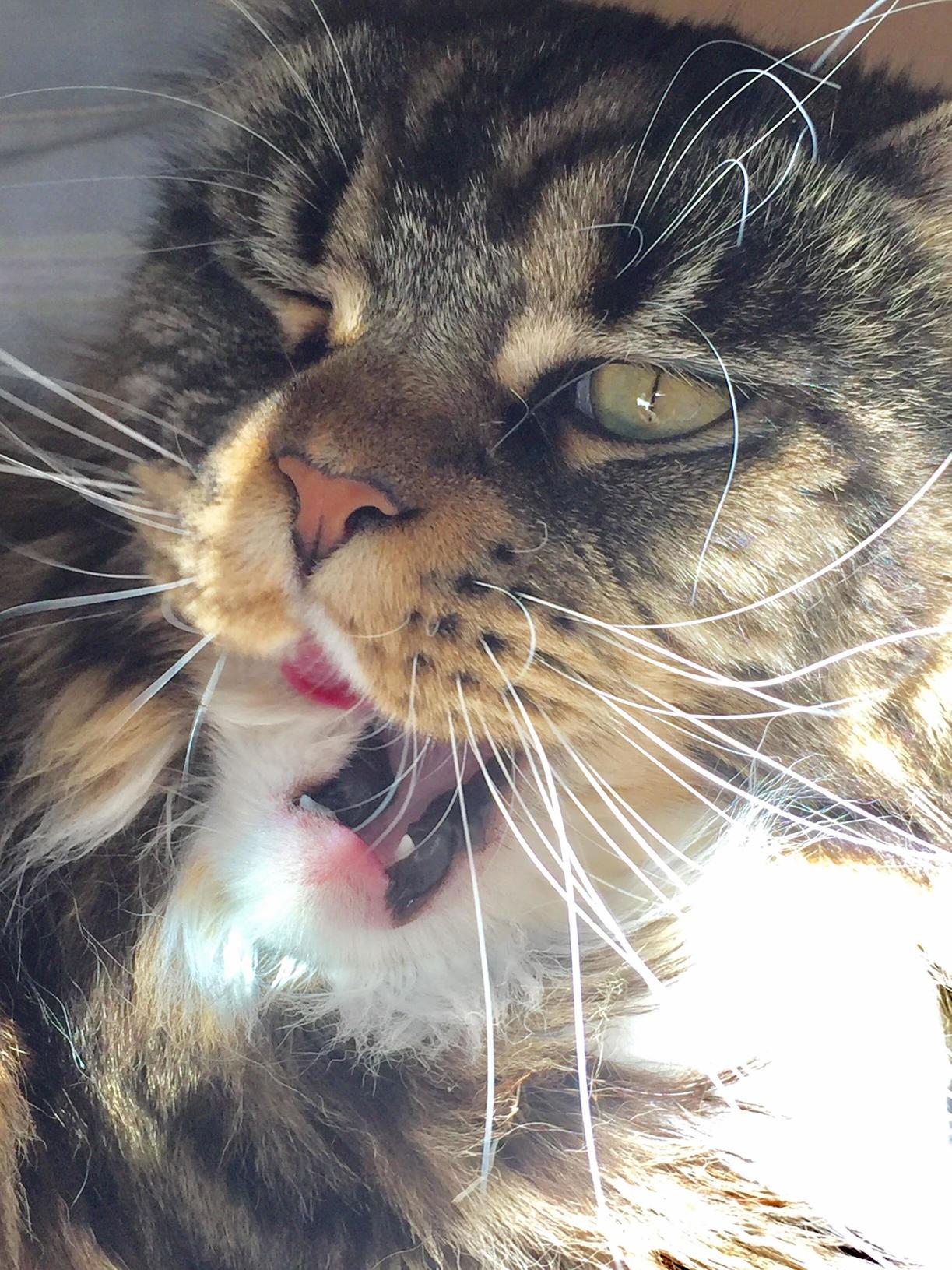 Cat Derpface.