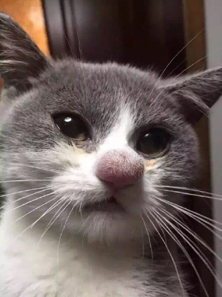 Cat Meets Bee