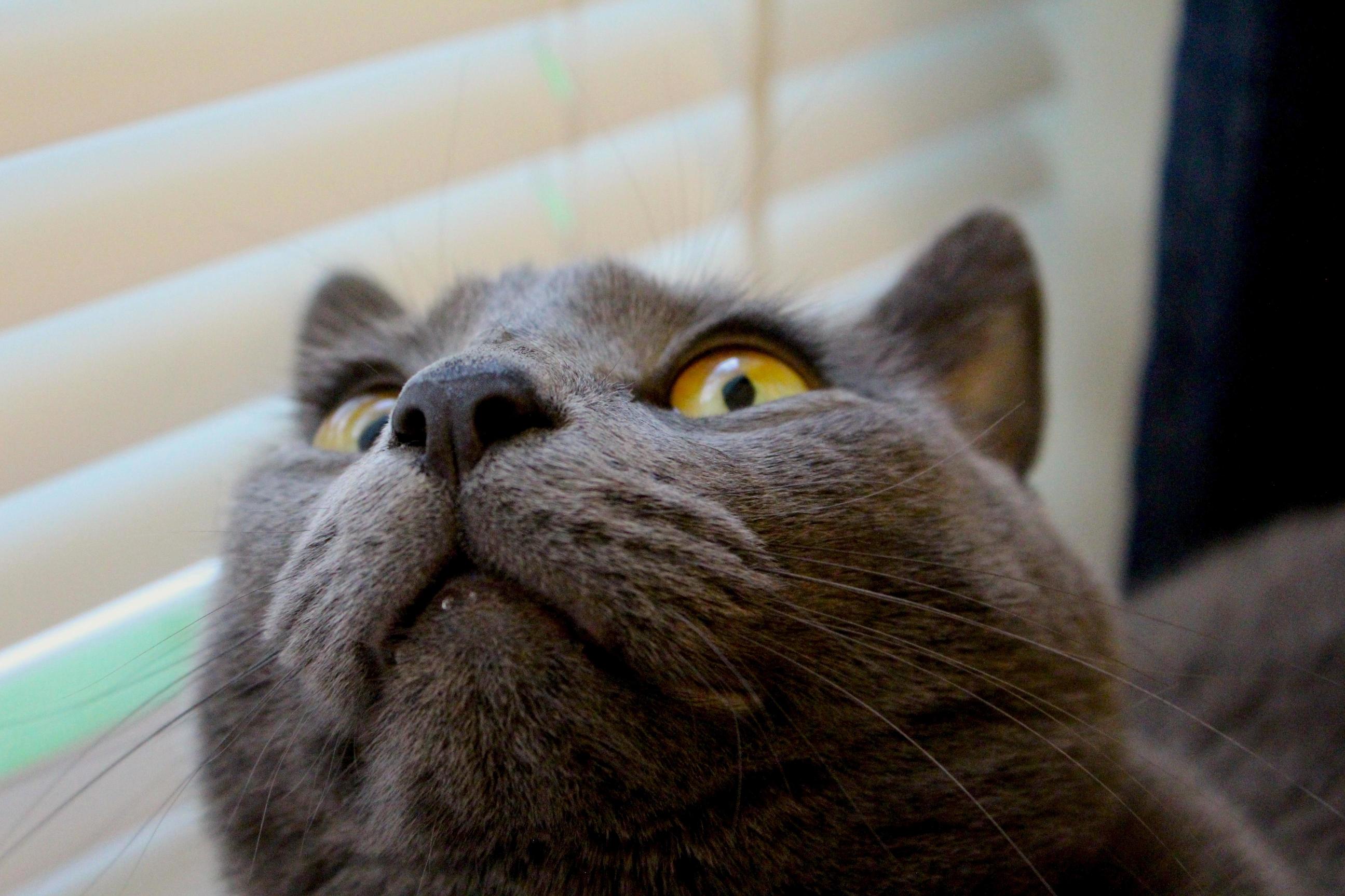 Cat Selfie