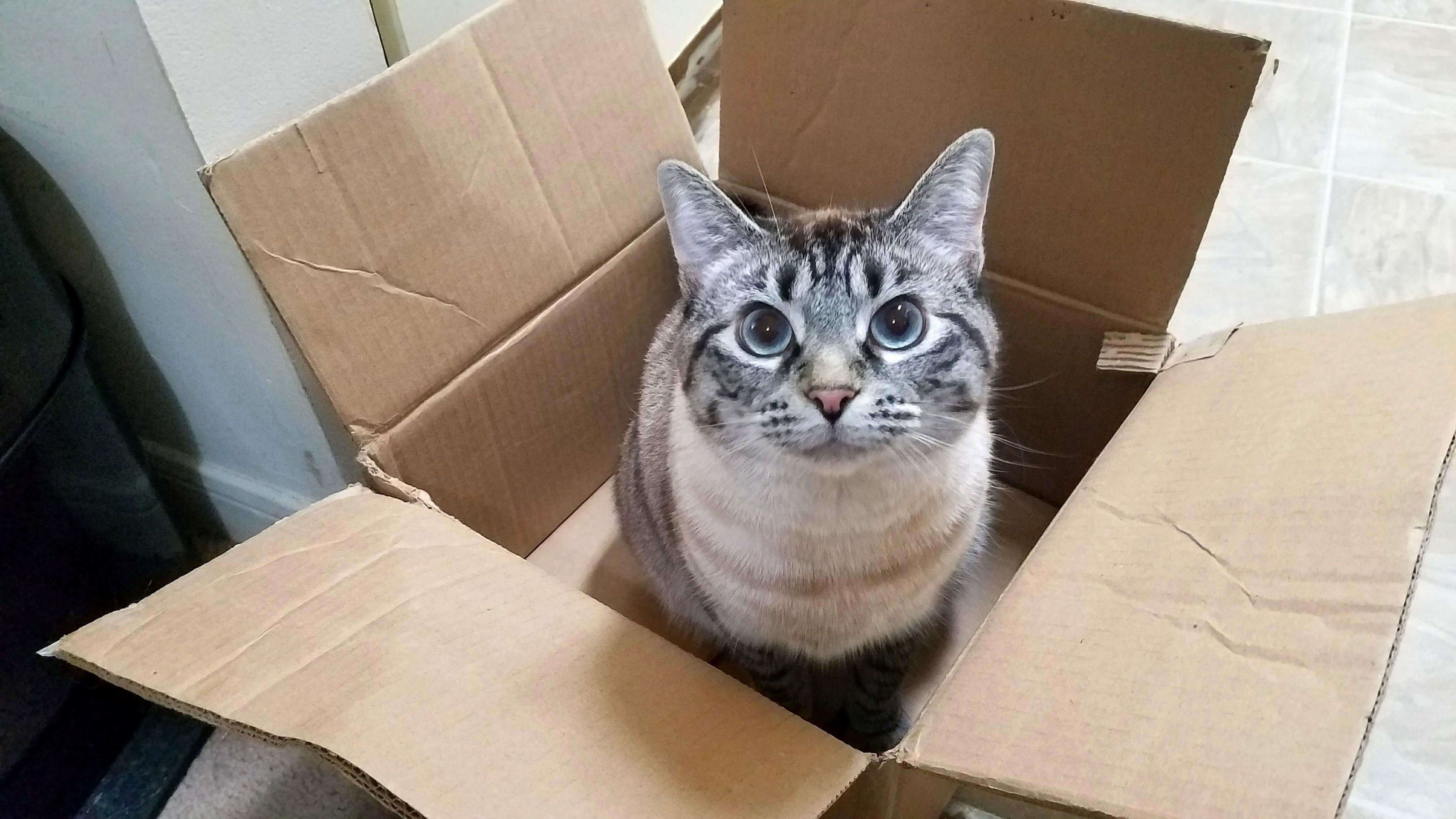 Cat Trap Working As Intended