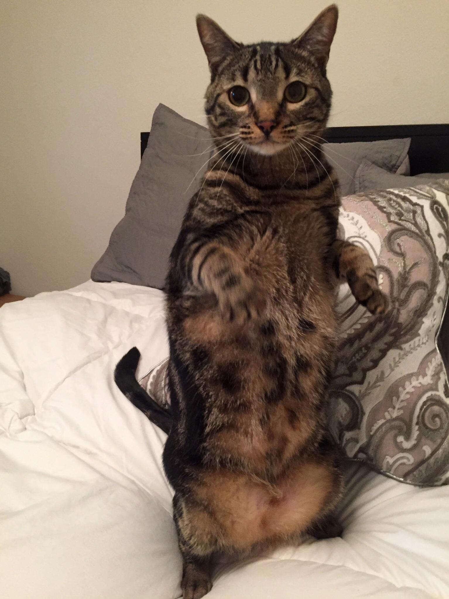 Cat.