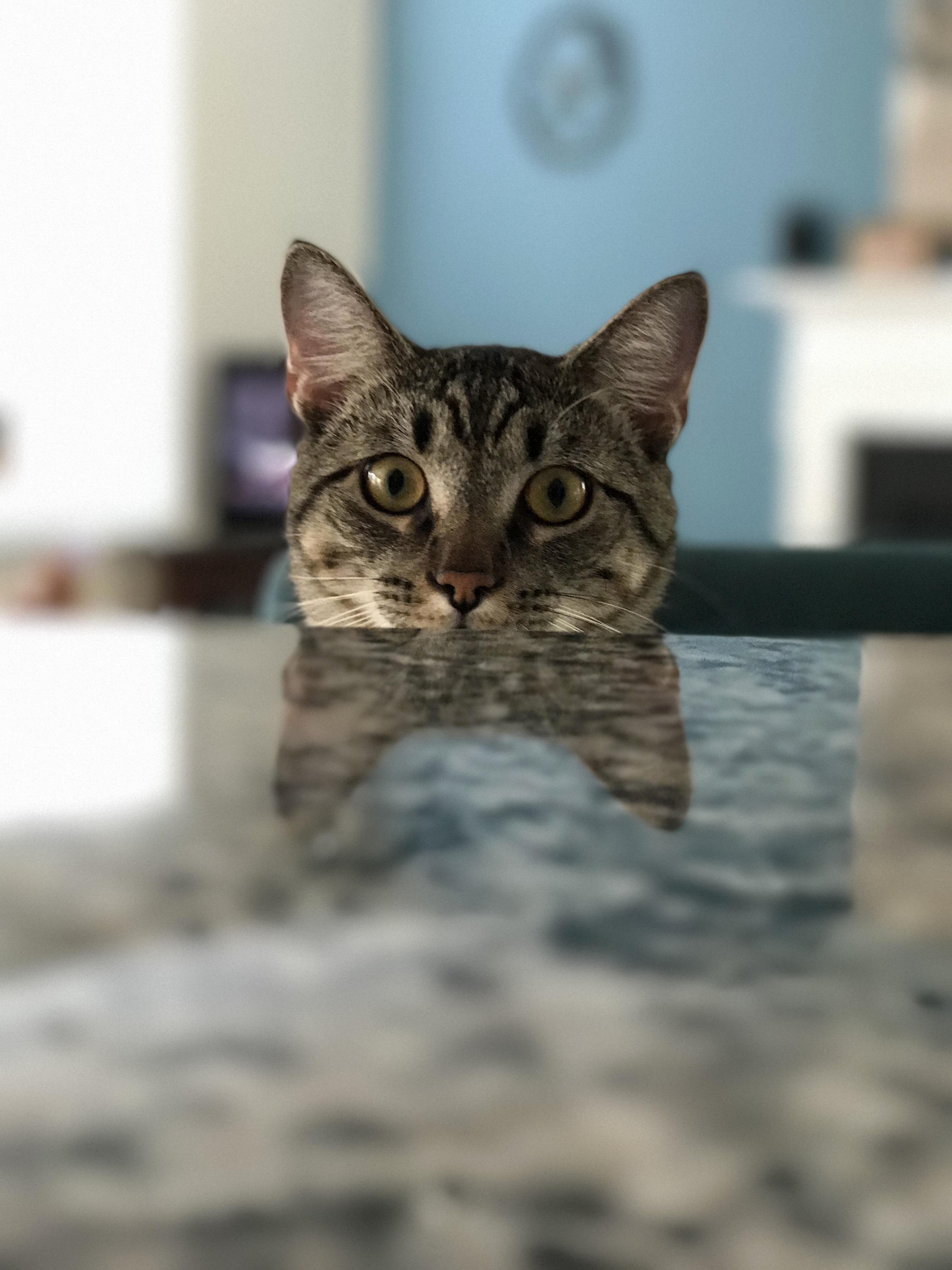 Cat.