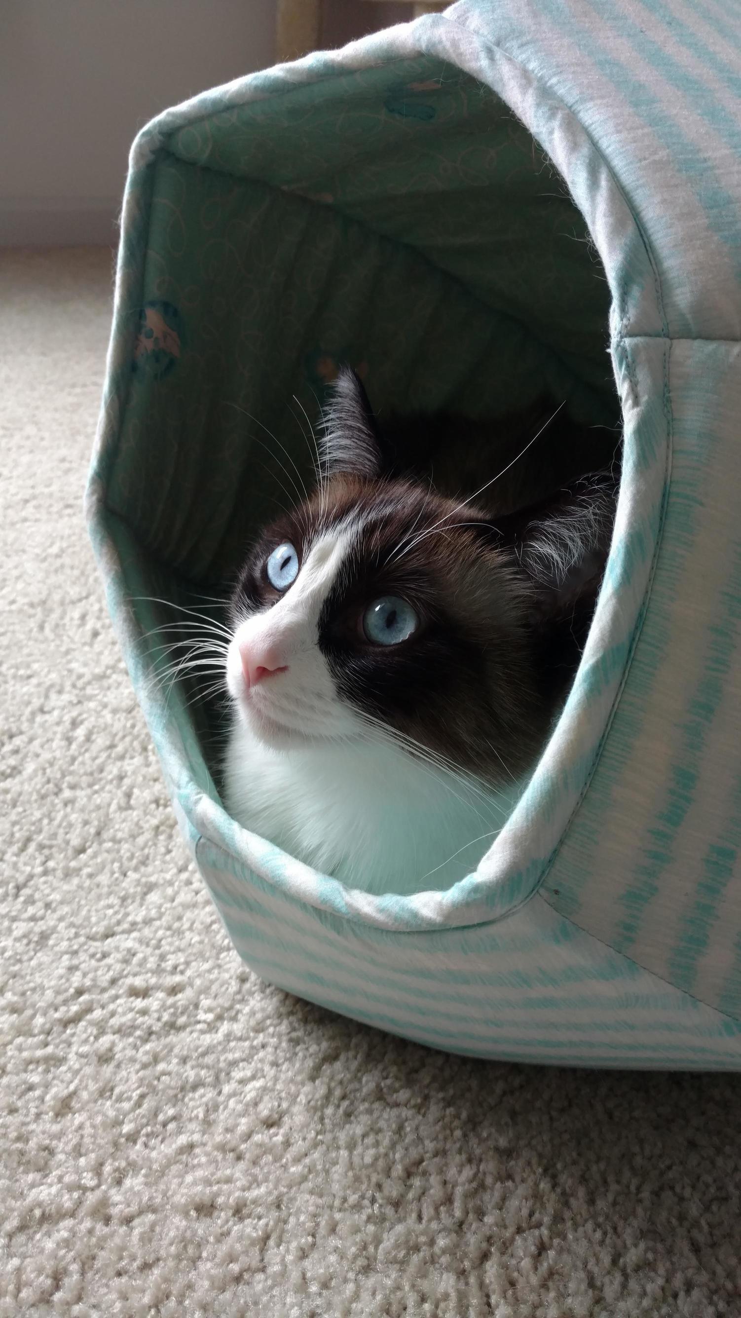 Catball Contemplation Cat
