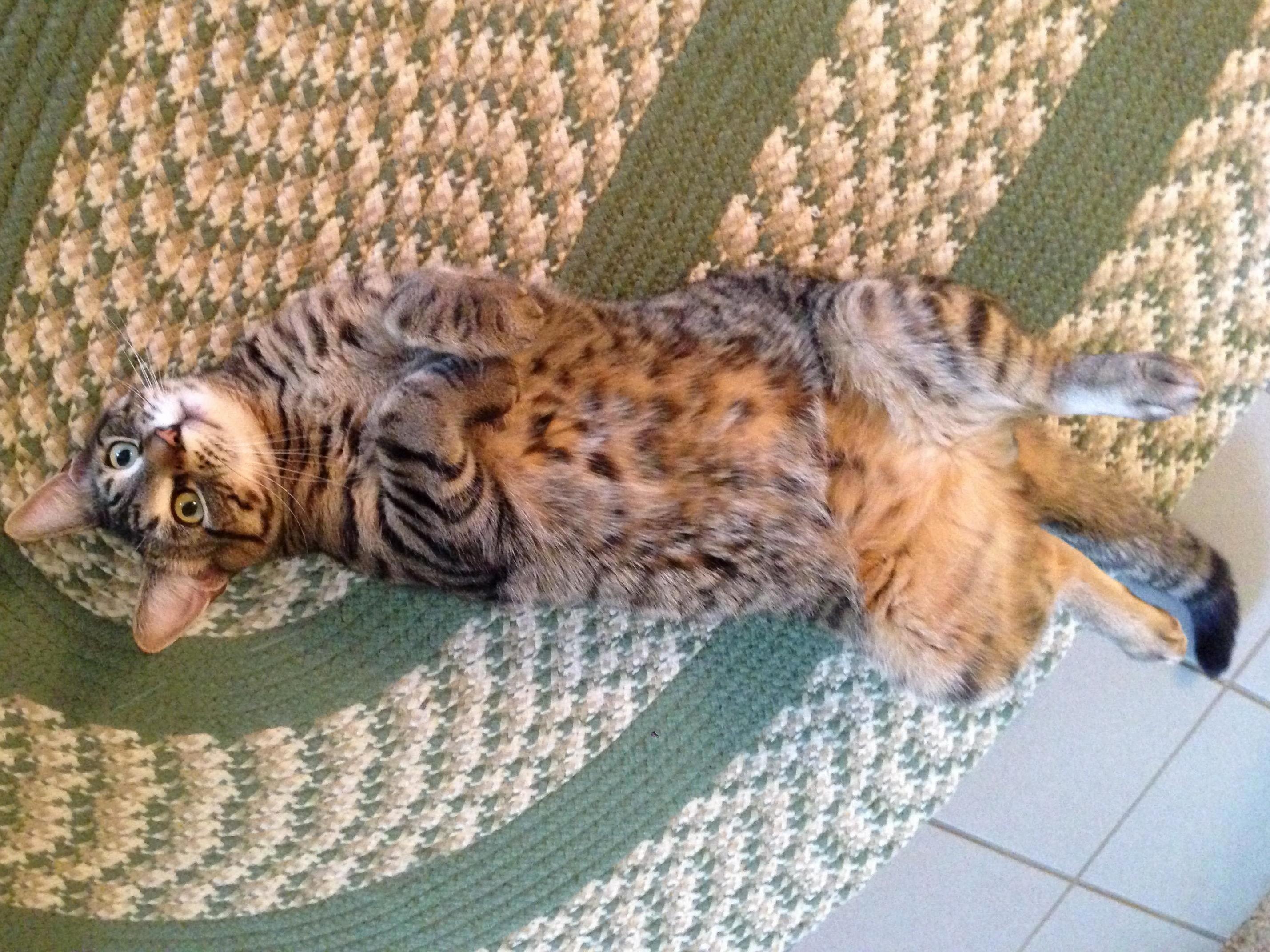 Catnip Is a Hell of a Drug.