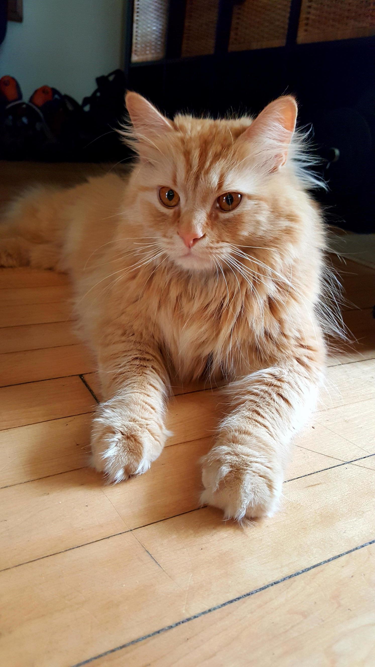 Caturday Morning Pride.
